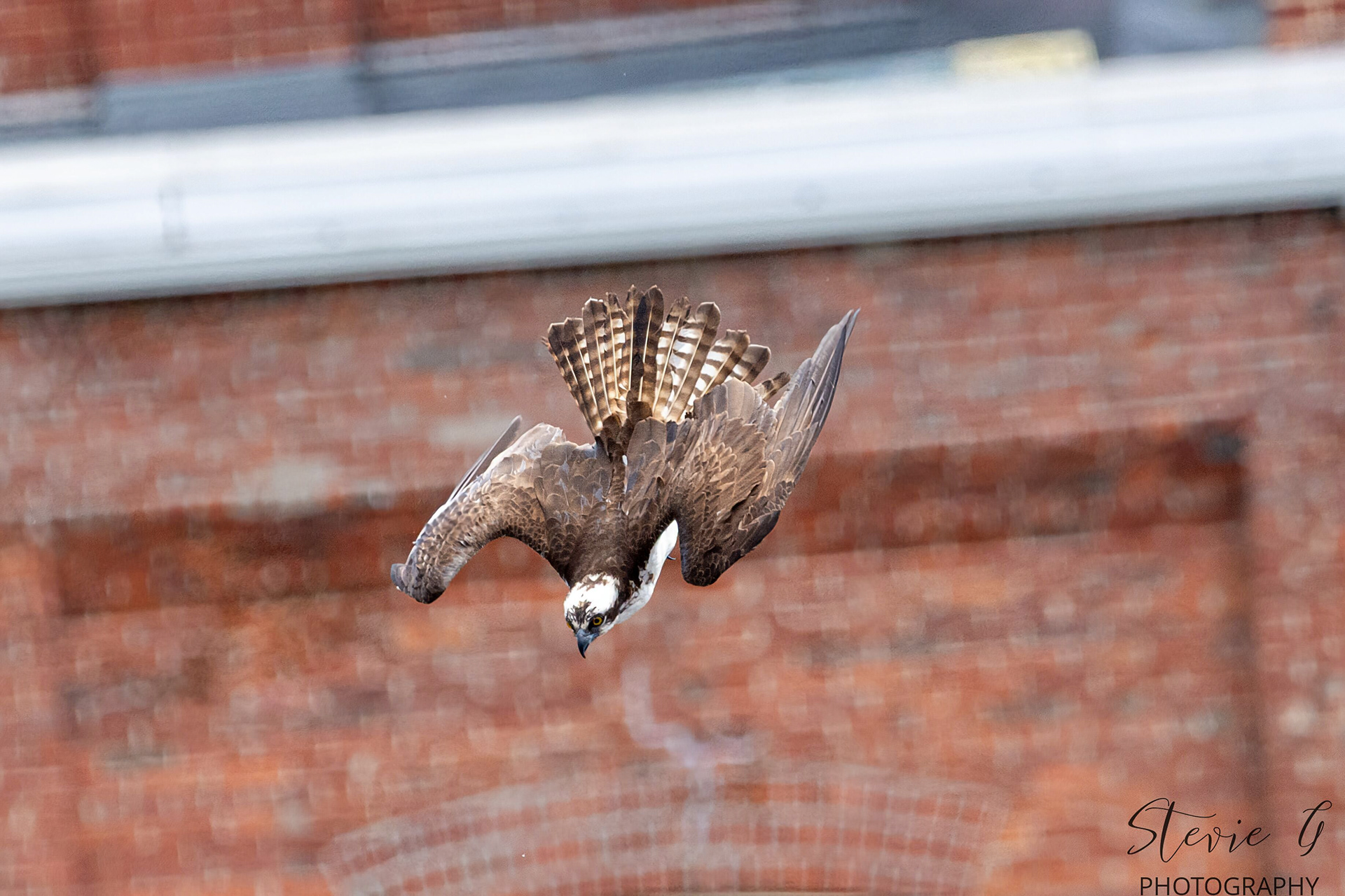 Osprey - Southern N.H.