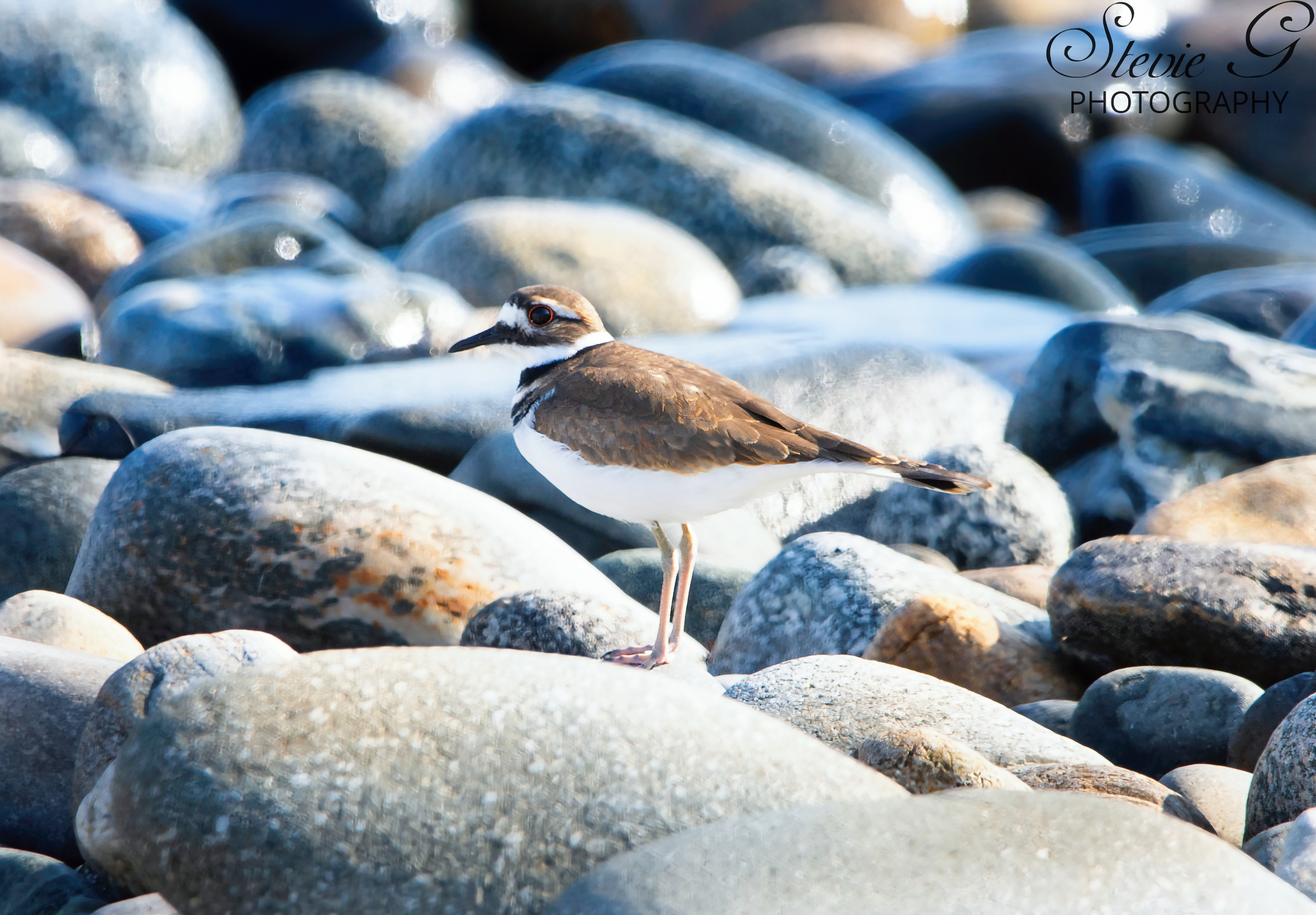 Killdeer - Odiorne State Park