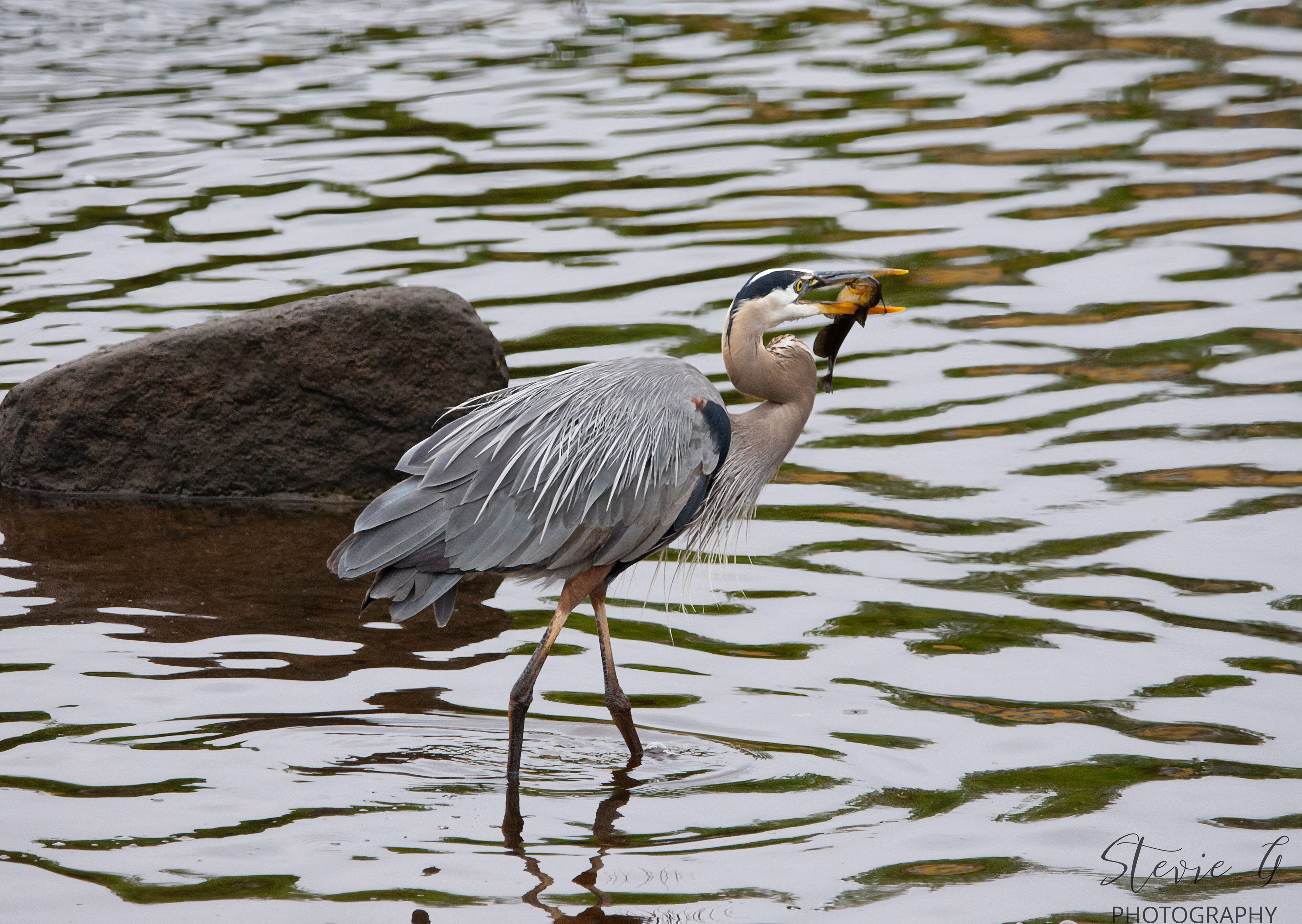 Great Blue Heron