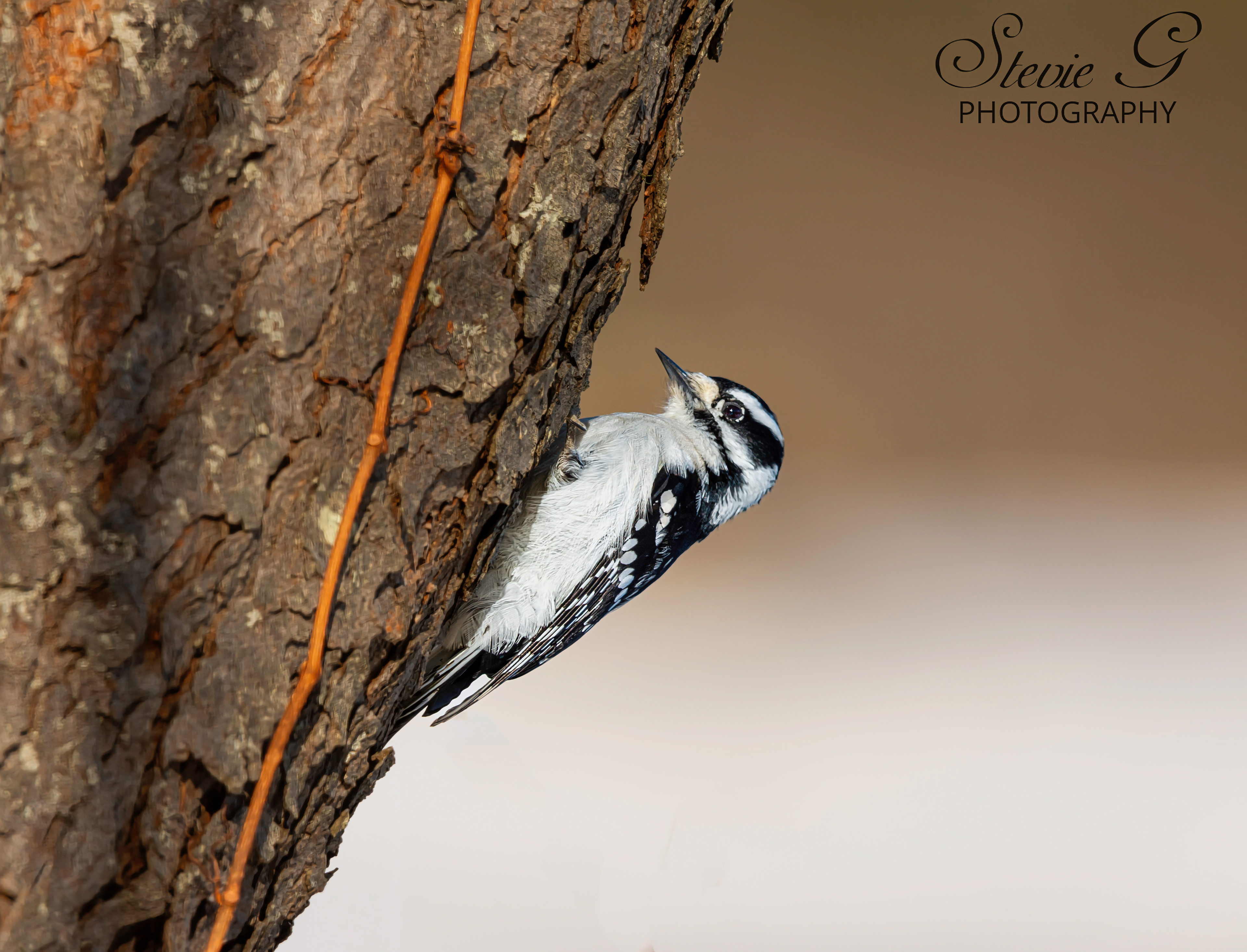 Downy Woodpecker Rye N.H. - Odiorne State Park