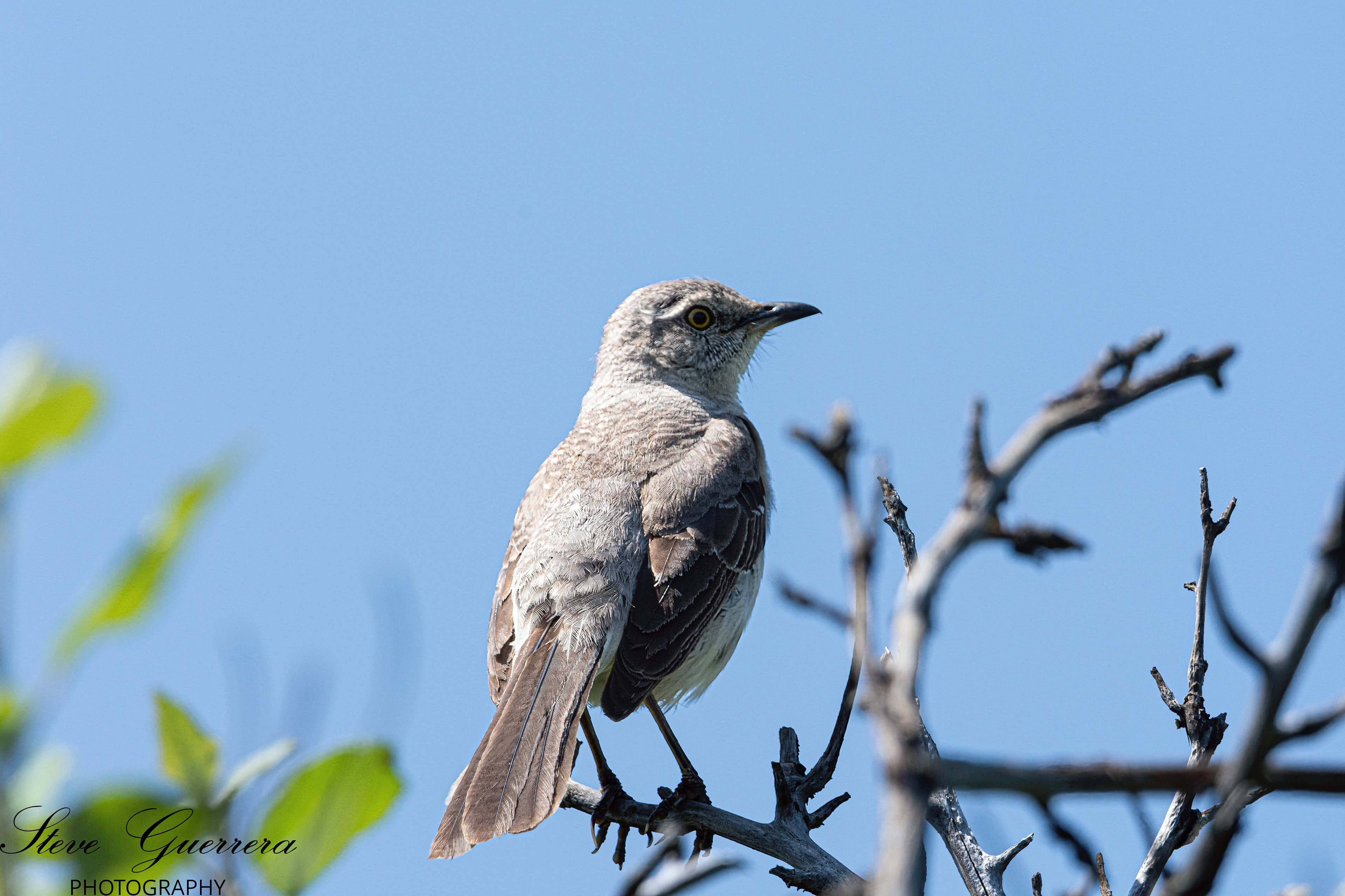 Mocking bird