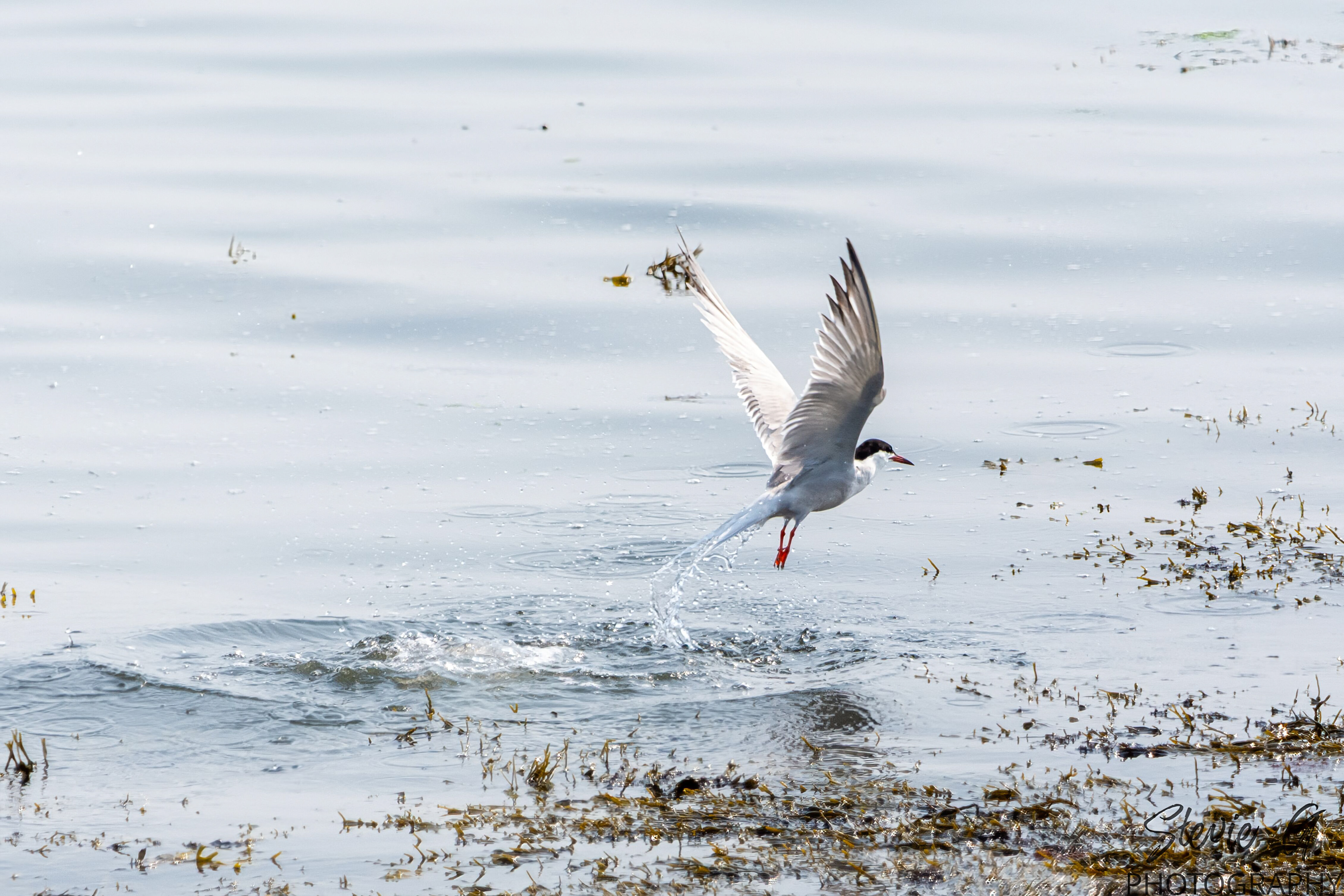 Common tern