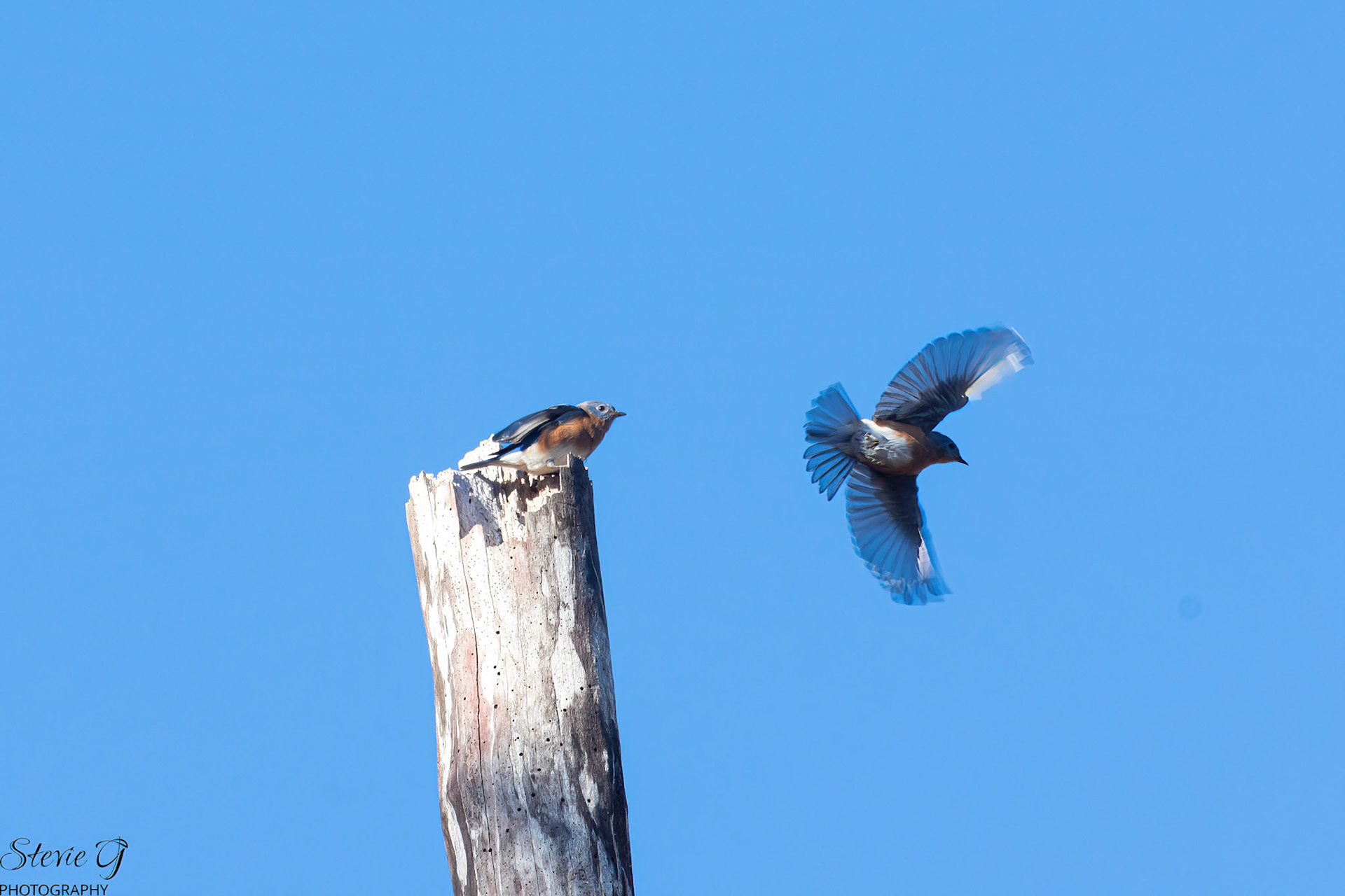 Bluebirds at Odiorne state park