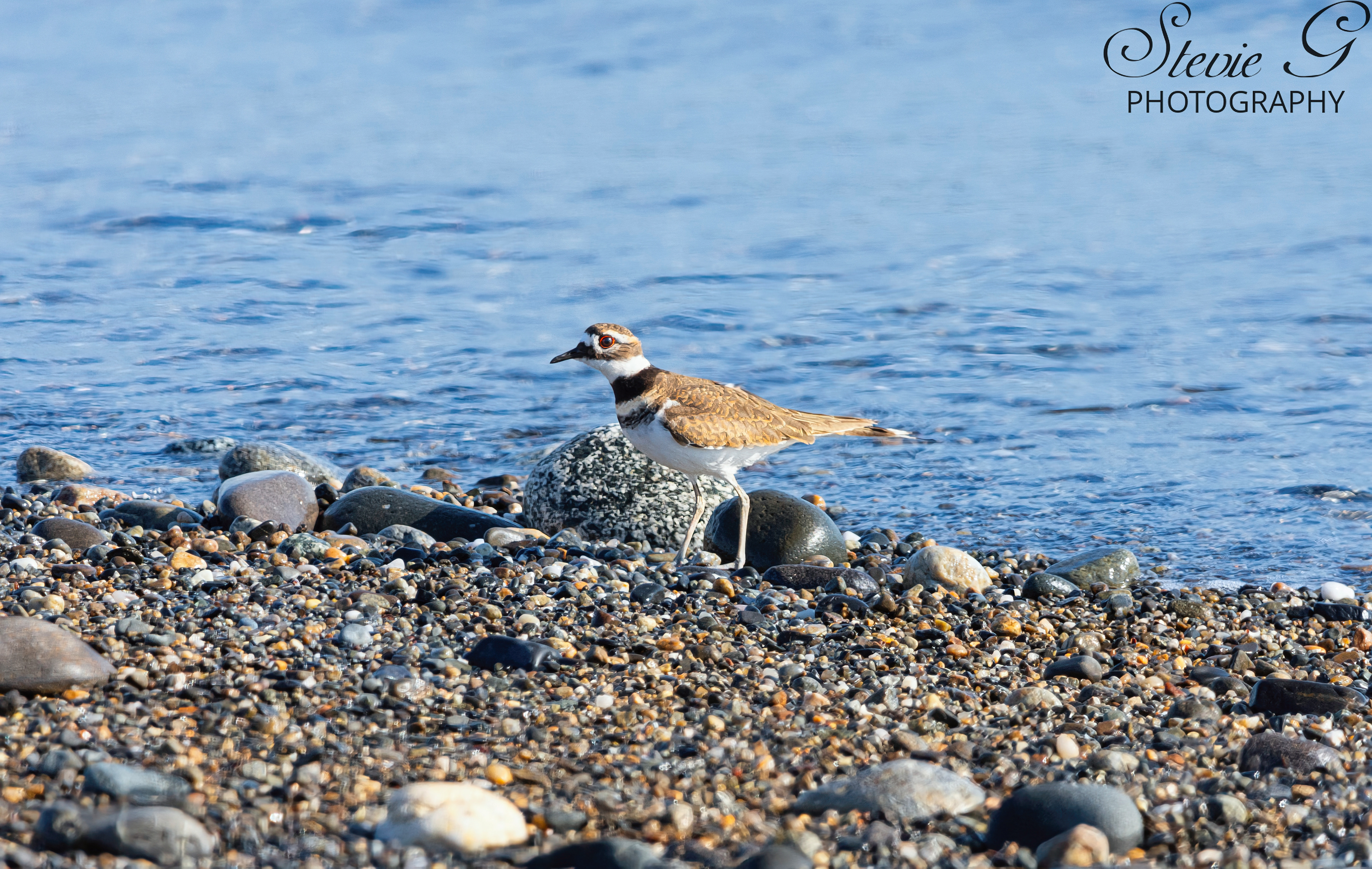  Killdeer