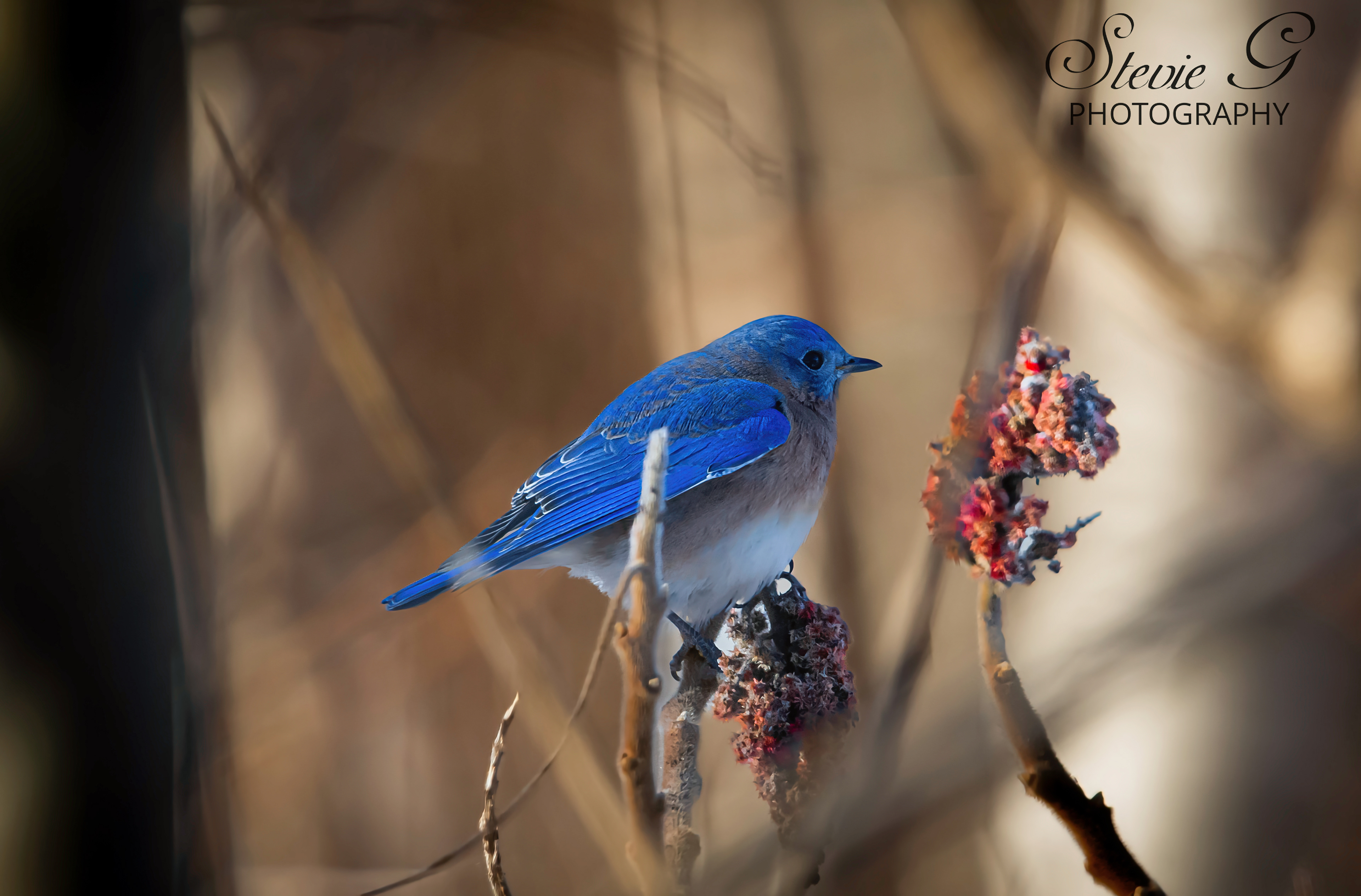 Blue Bird Rye N.H. - Odiorne State Park