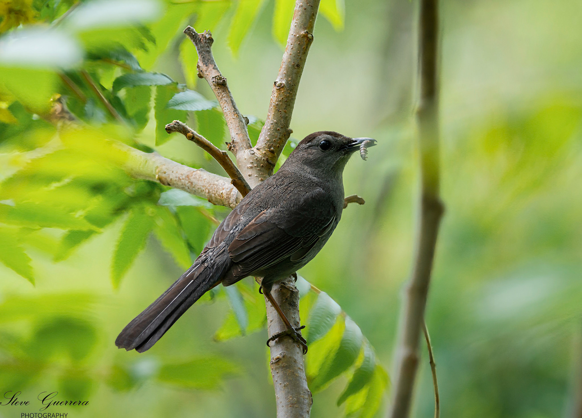 Catbird Odiorne state park