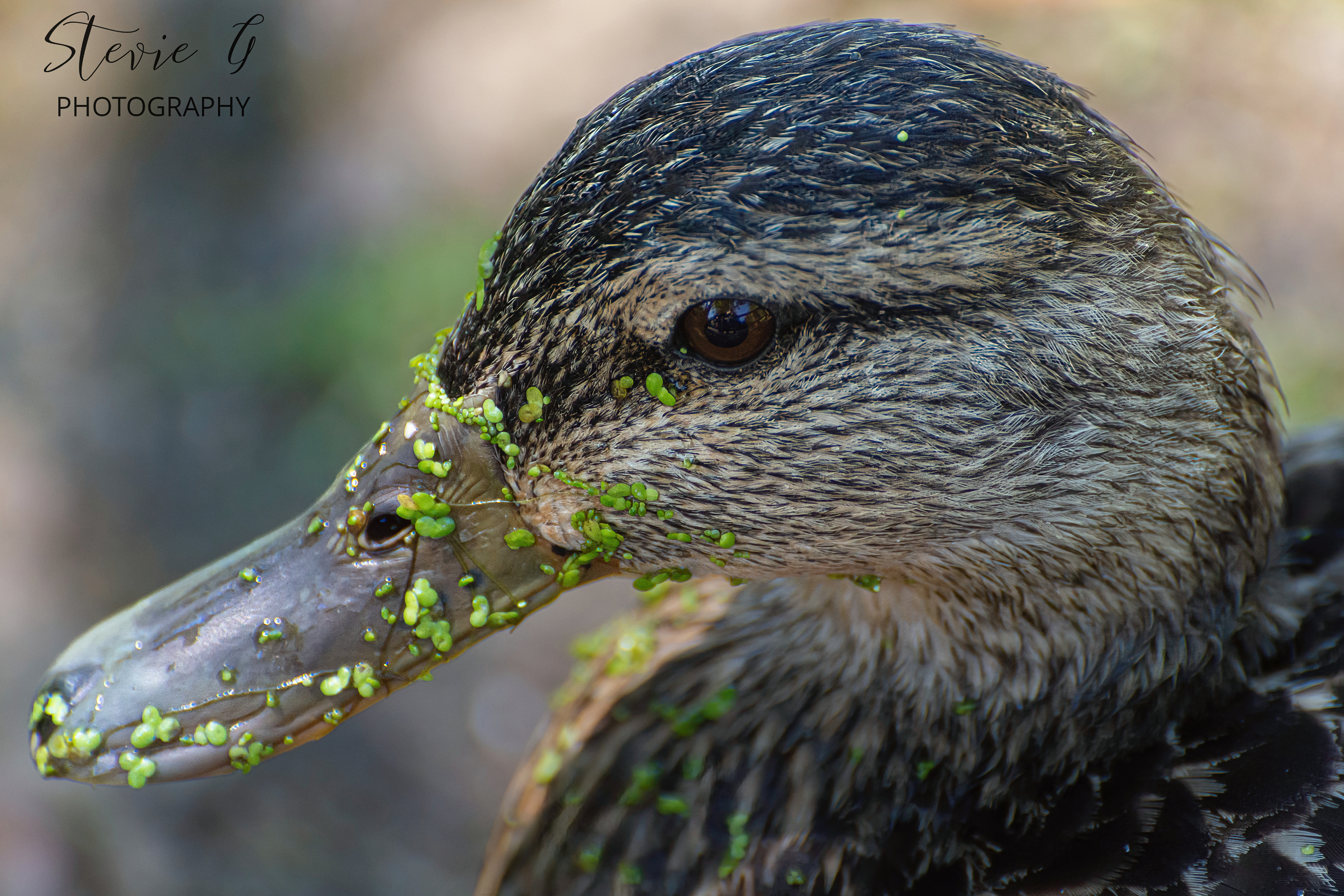 Mallard Duck