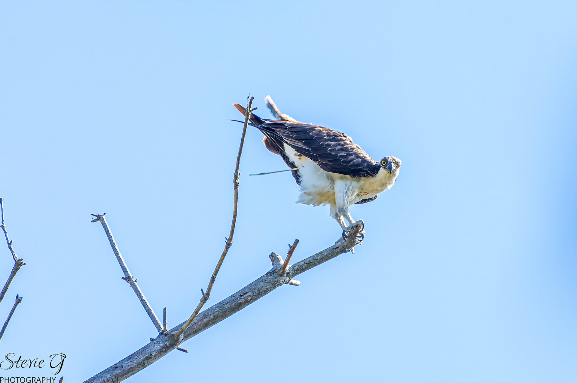 Osprey at Odiorne state park