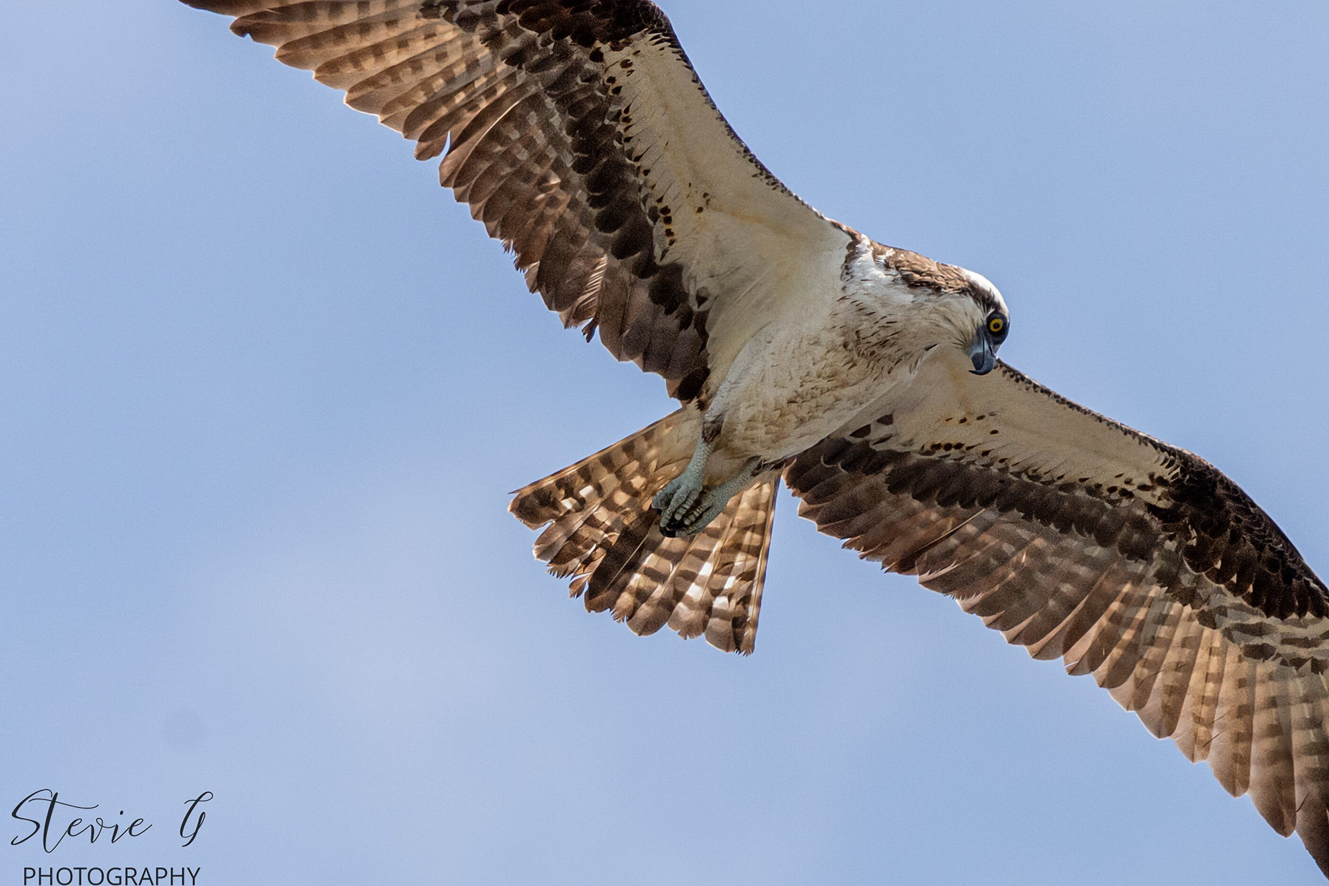 Osprey - Southern N.H.