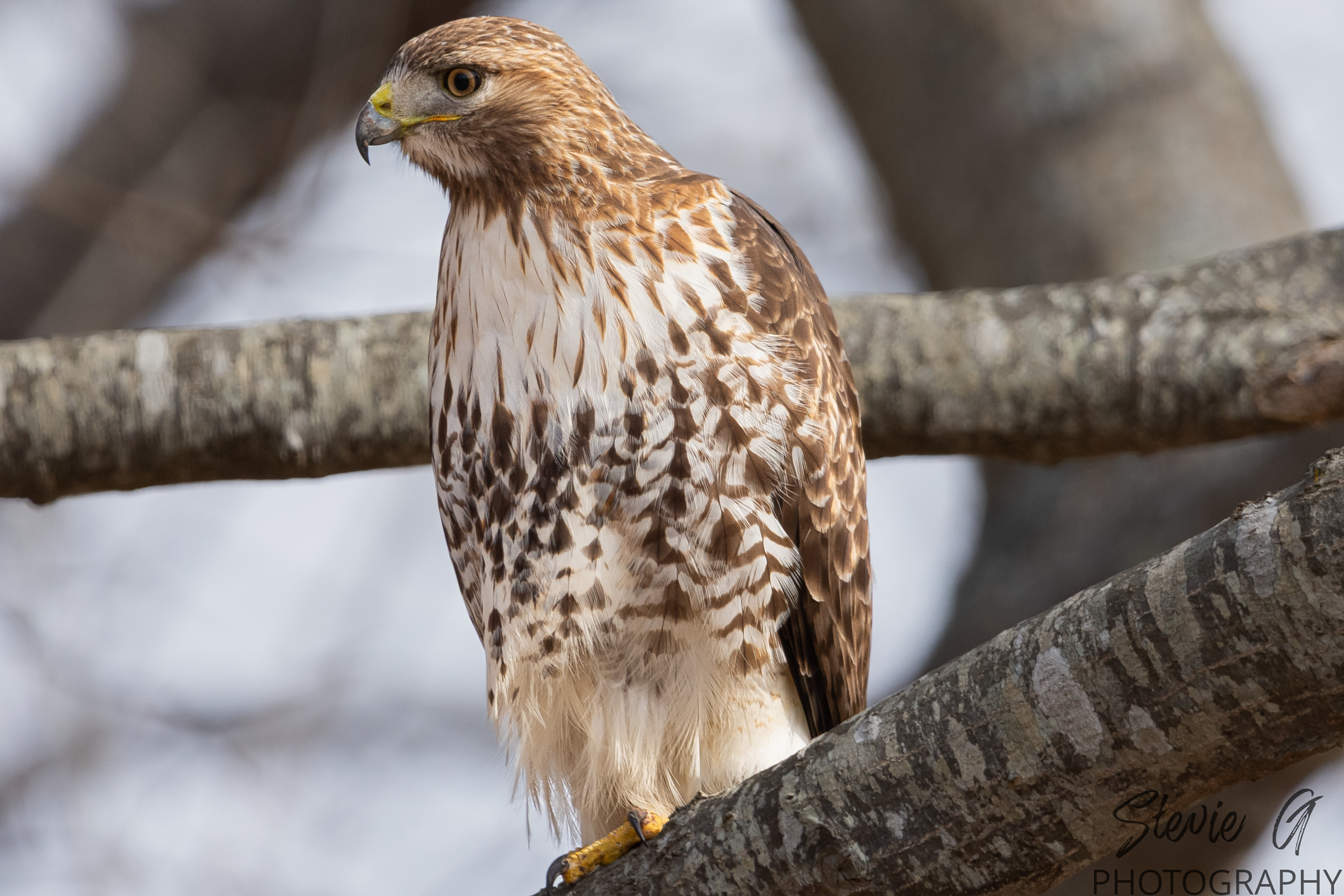 Redtail- Odiorne State Park