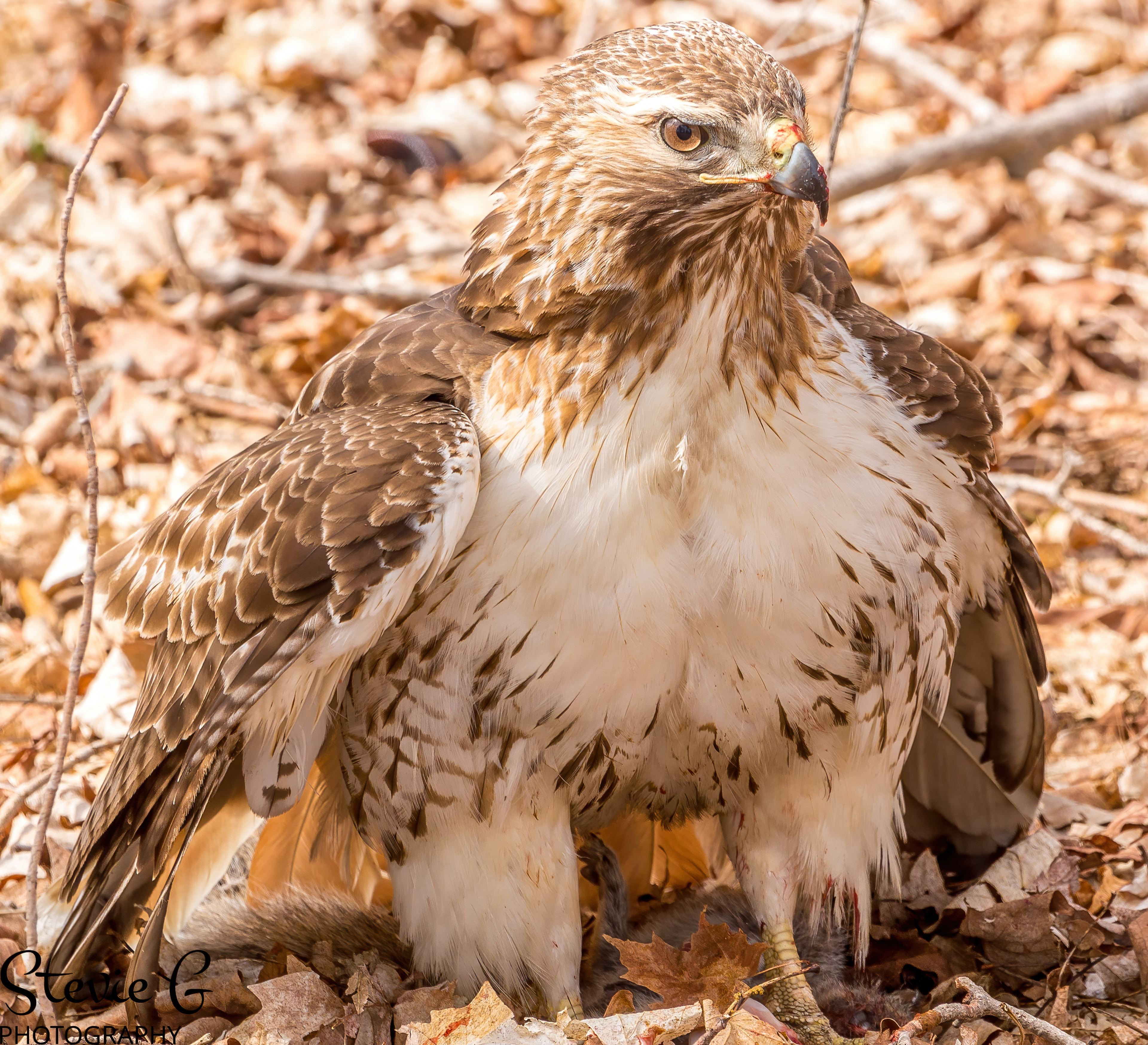 Redtail hawk