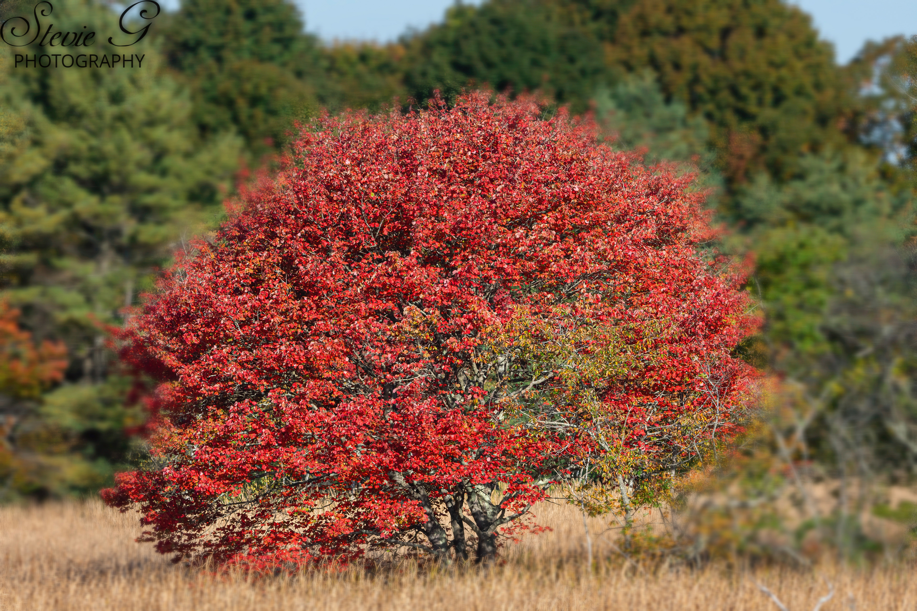 Trident - Maple - Odiorne State Park