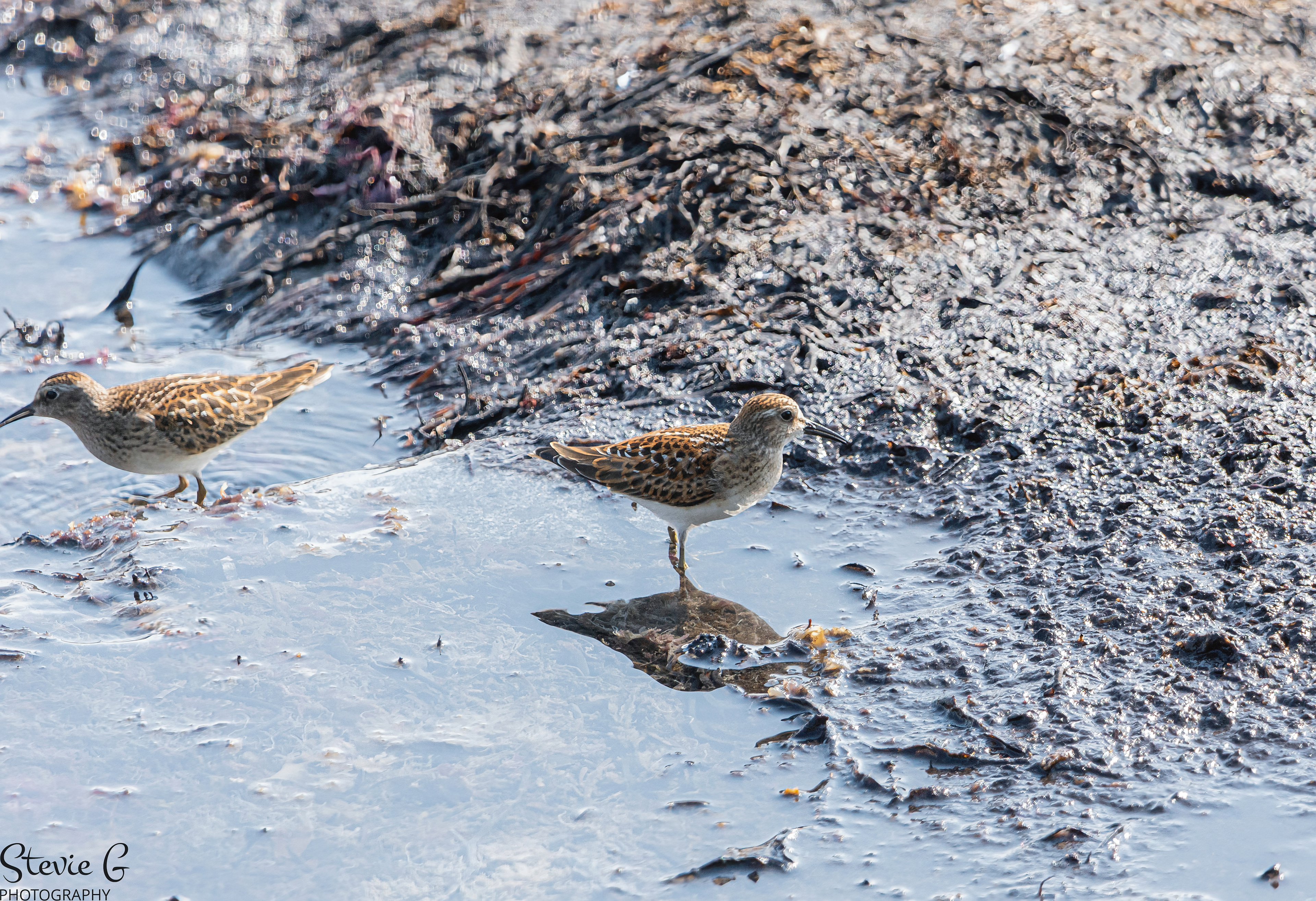 Least sandpiper Rye N.H. Odiorne State Park