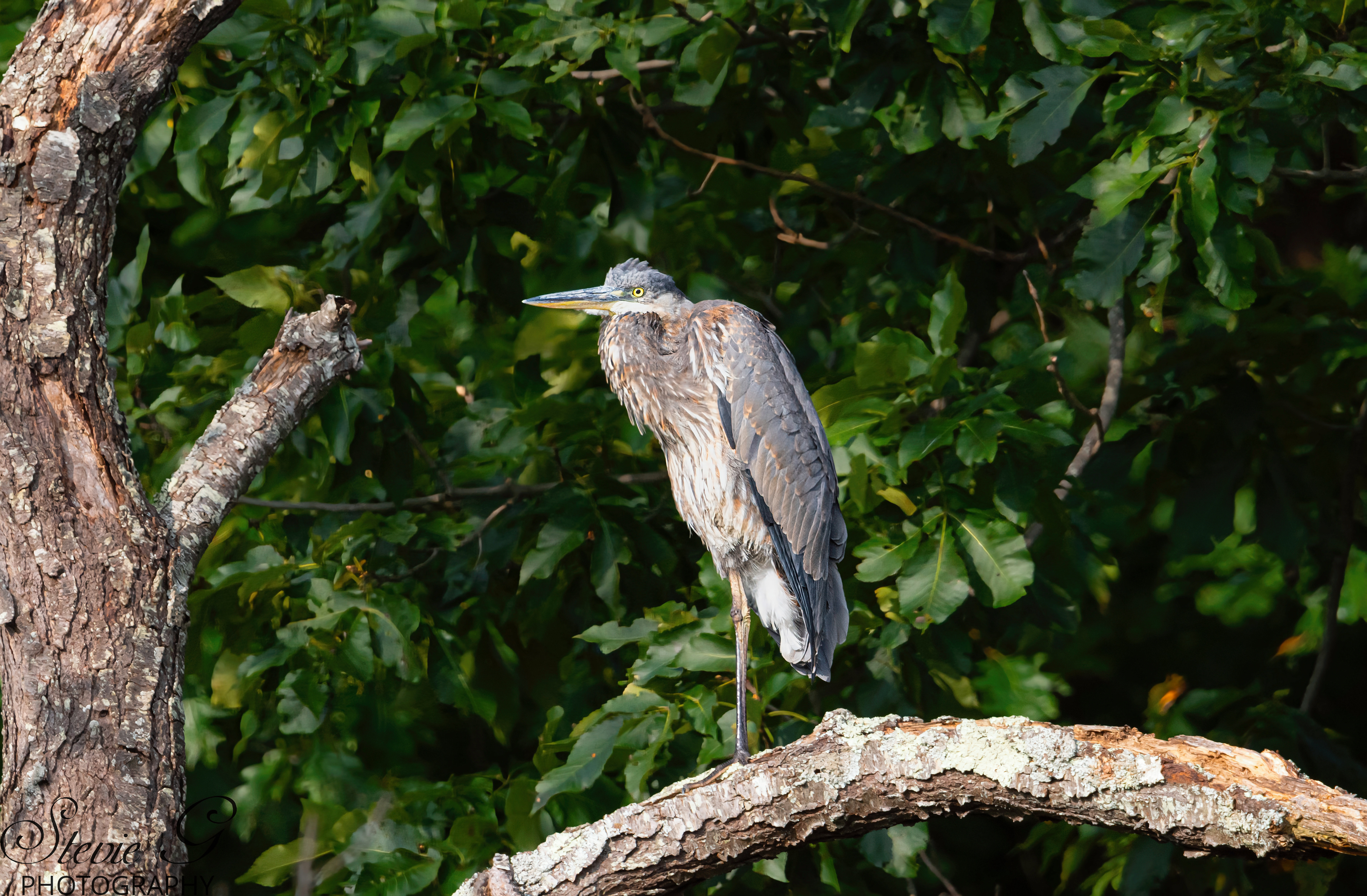 Grey Heron - Odiorne State Park