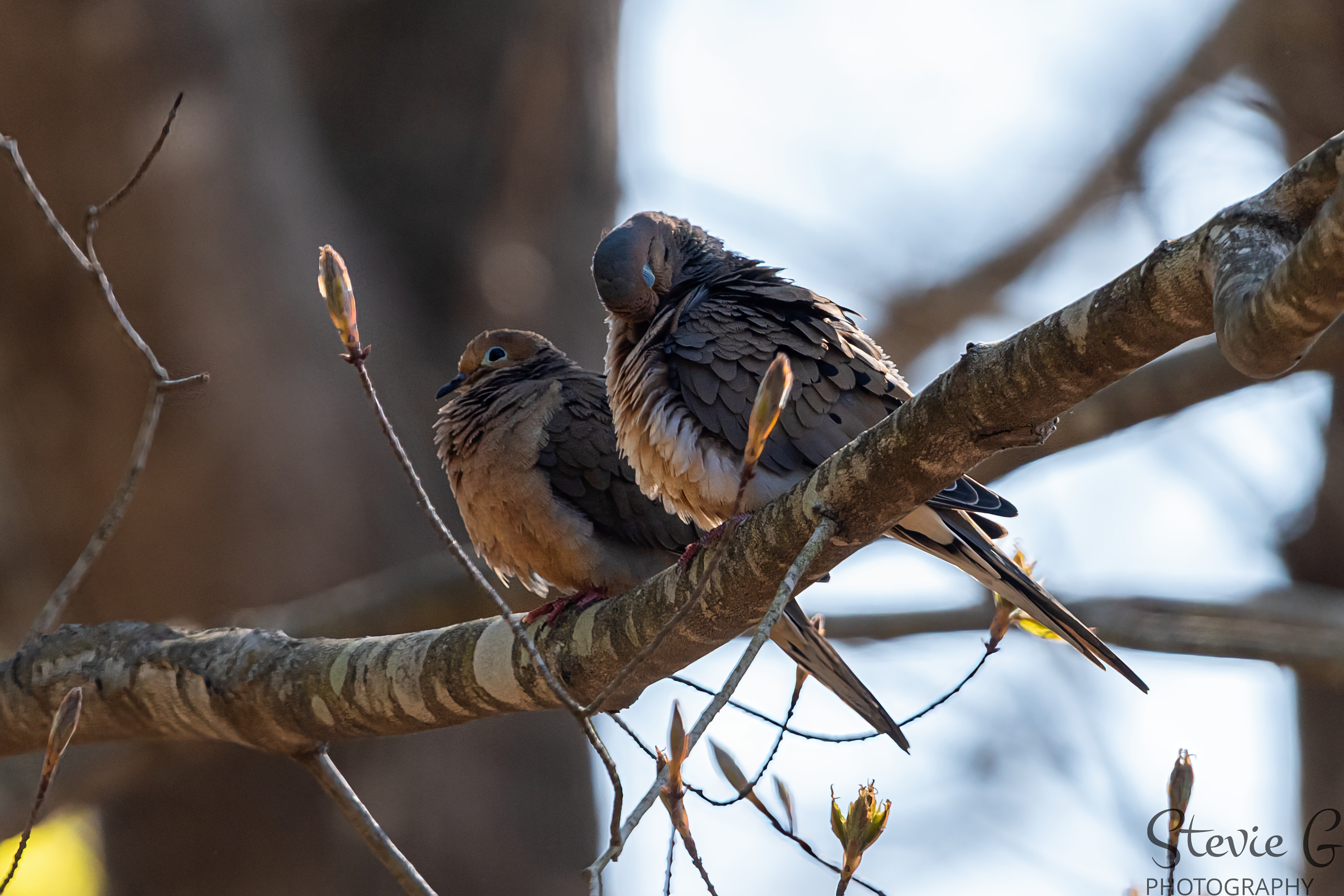 Doves