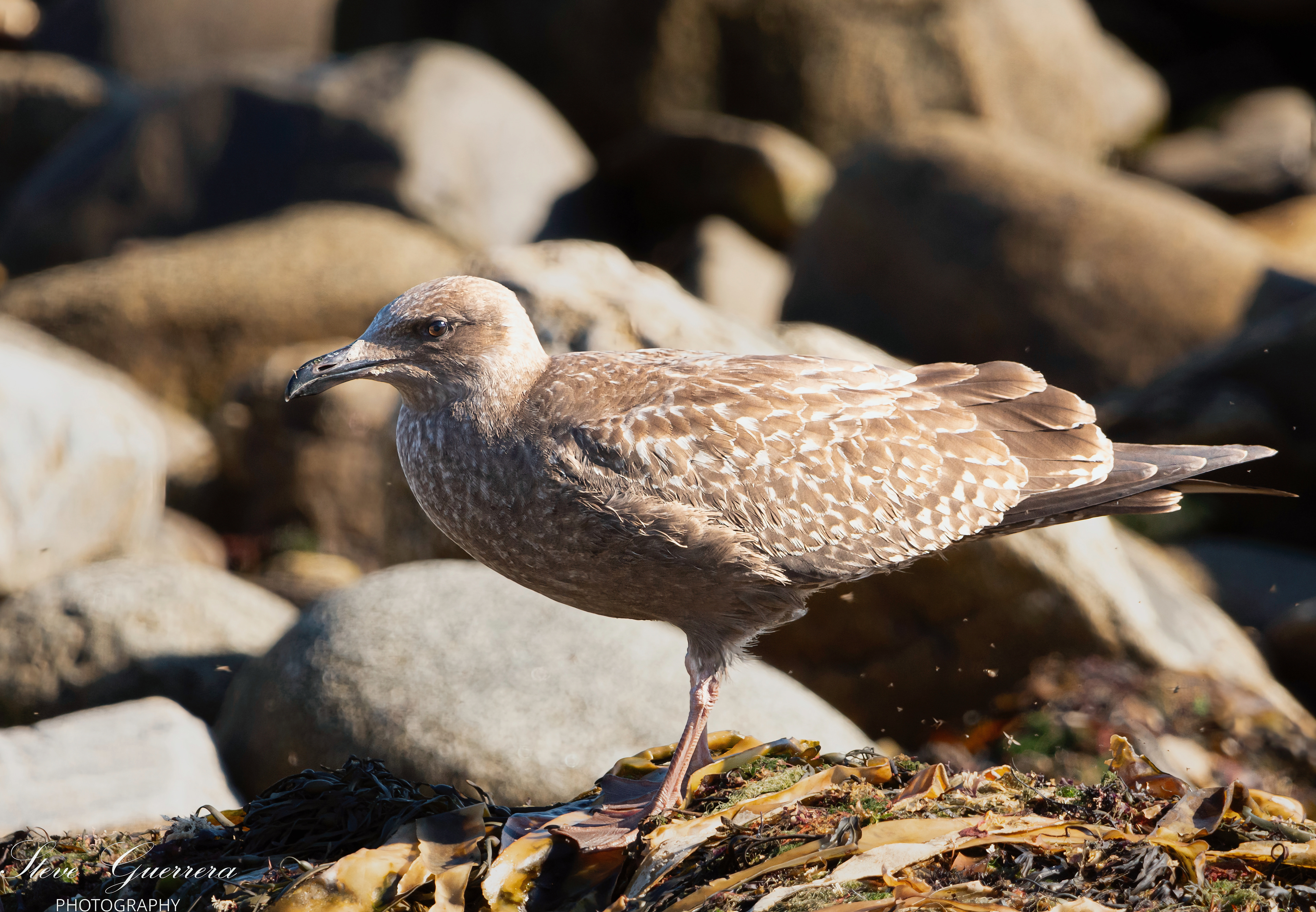 Western gull- Odiorne State Park