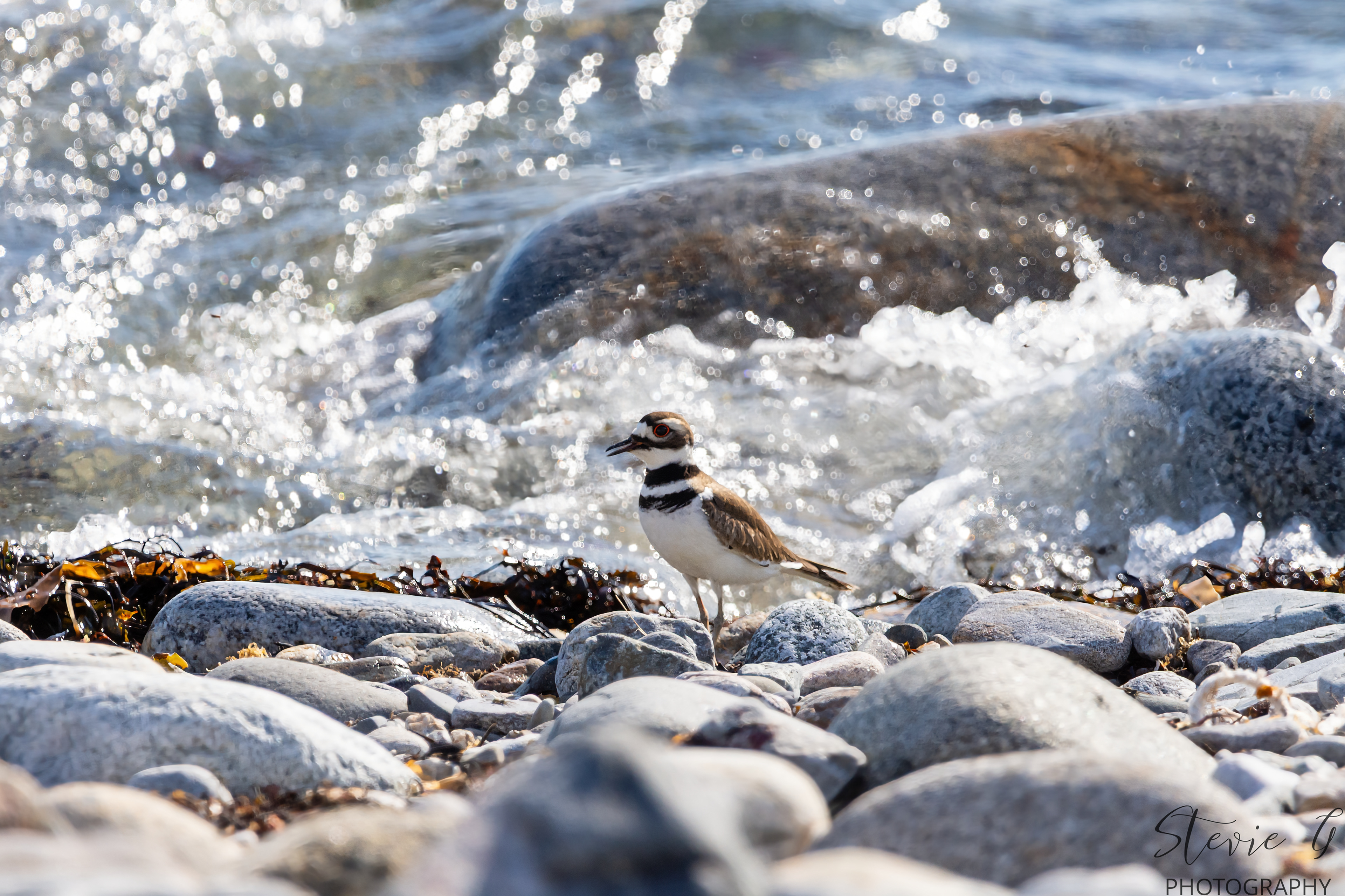 Killdeer