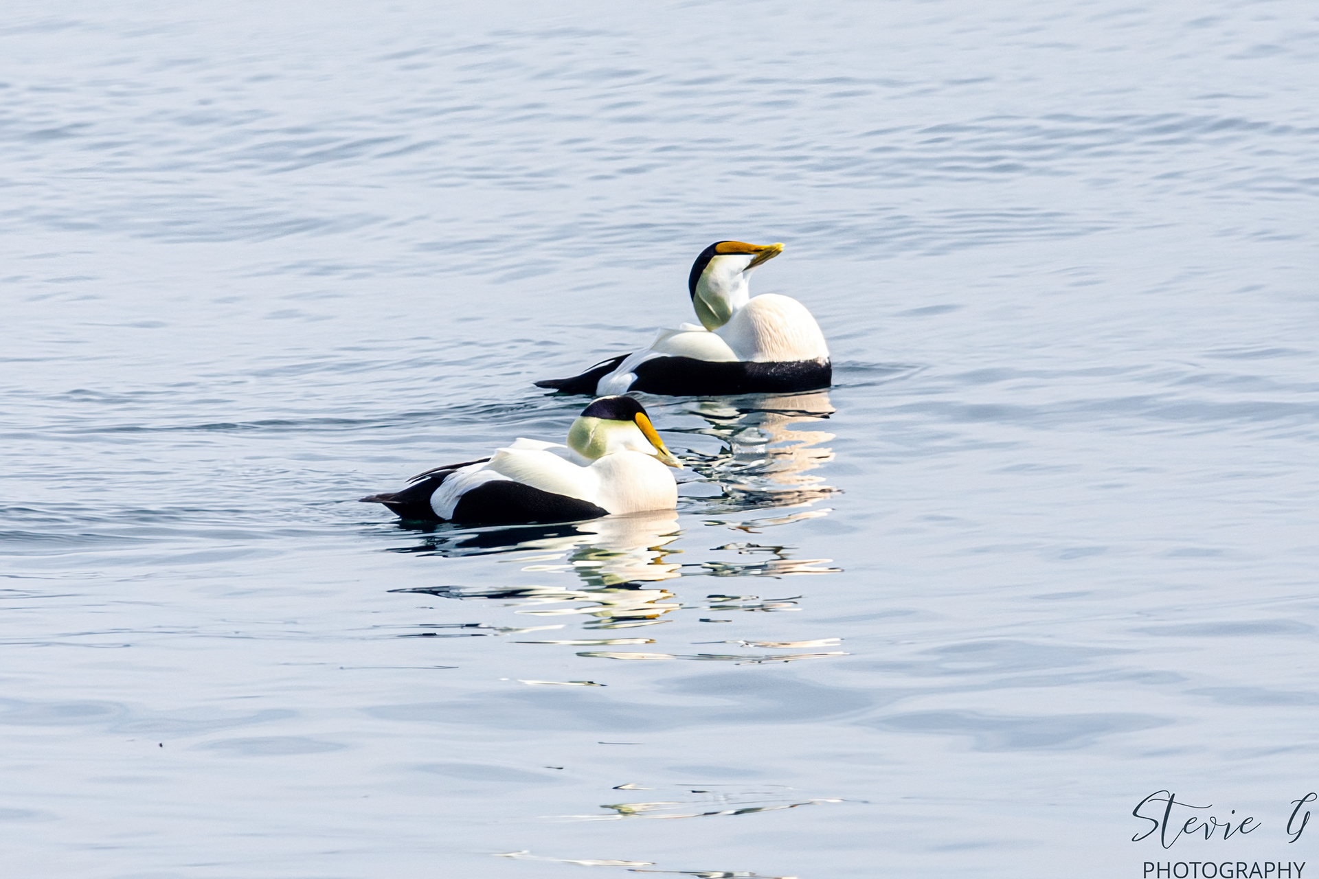 Eider Duck