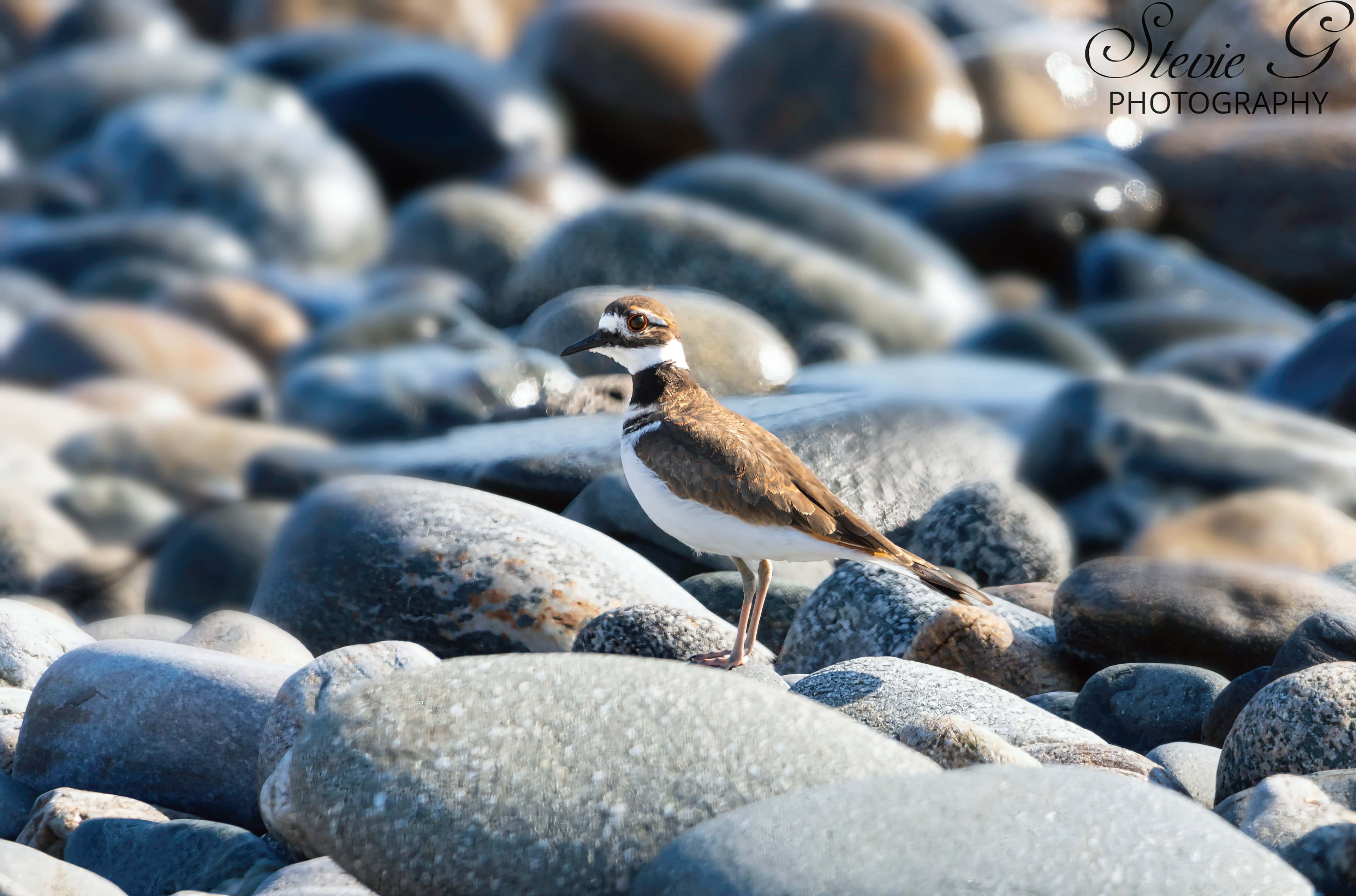 Killdeer - Odiorne State Park