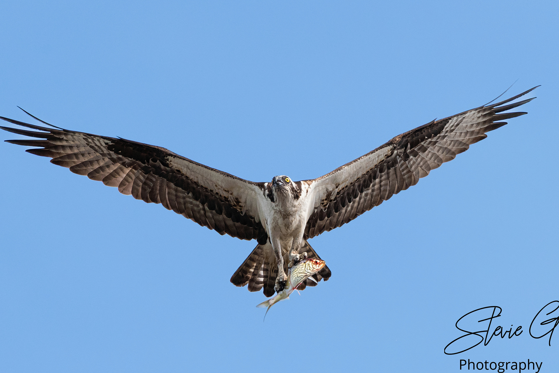 Osprey