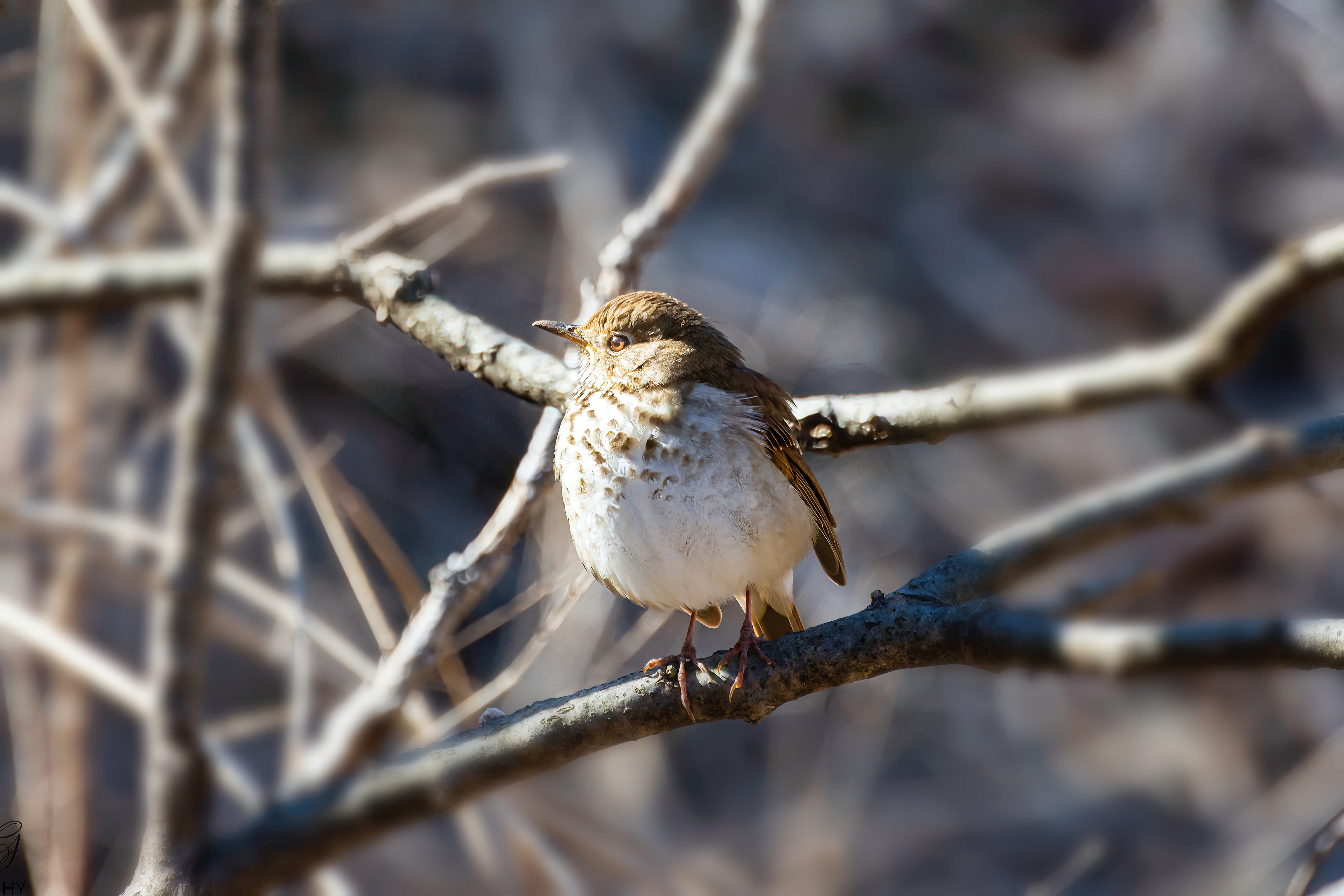 Hermit thrush - Odiorne State Park