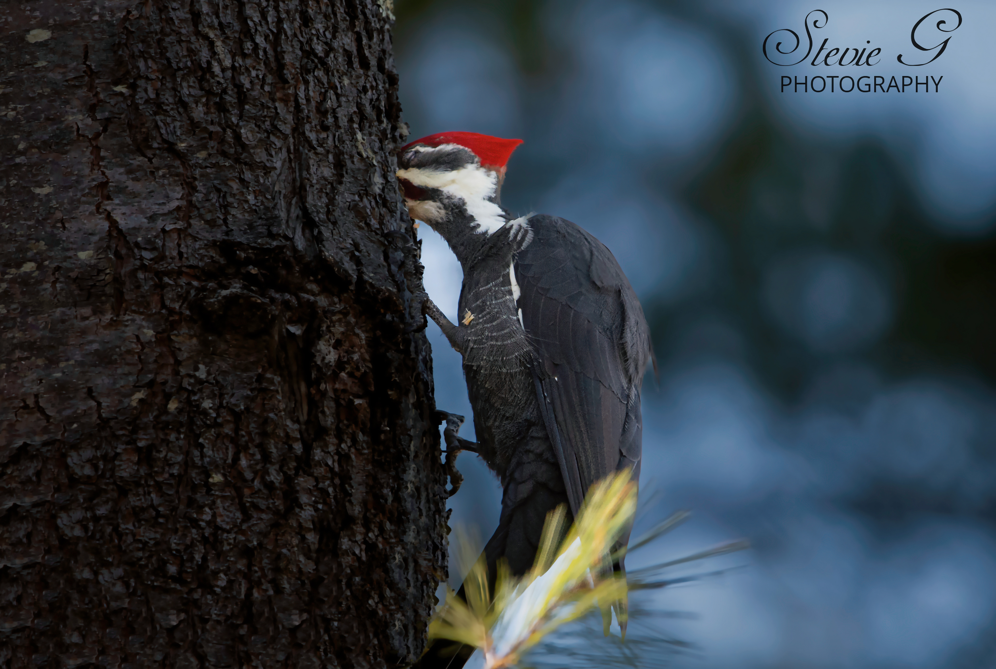Pileated Woodpecker -Odiorne State Park Rye N.H.
