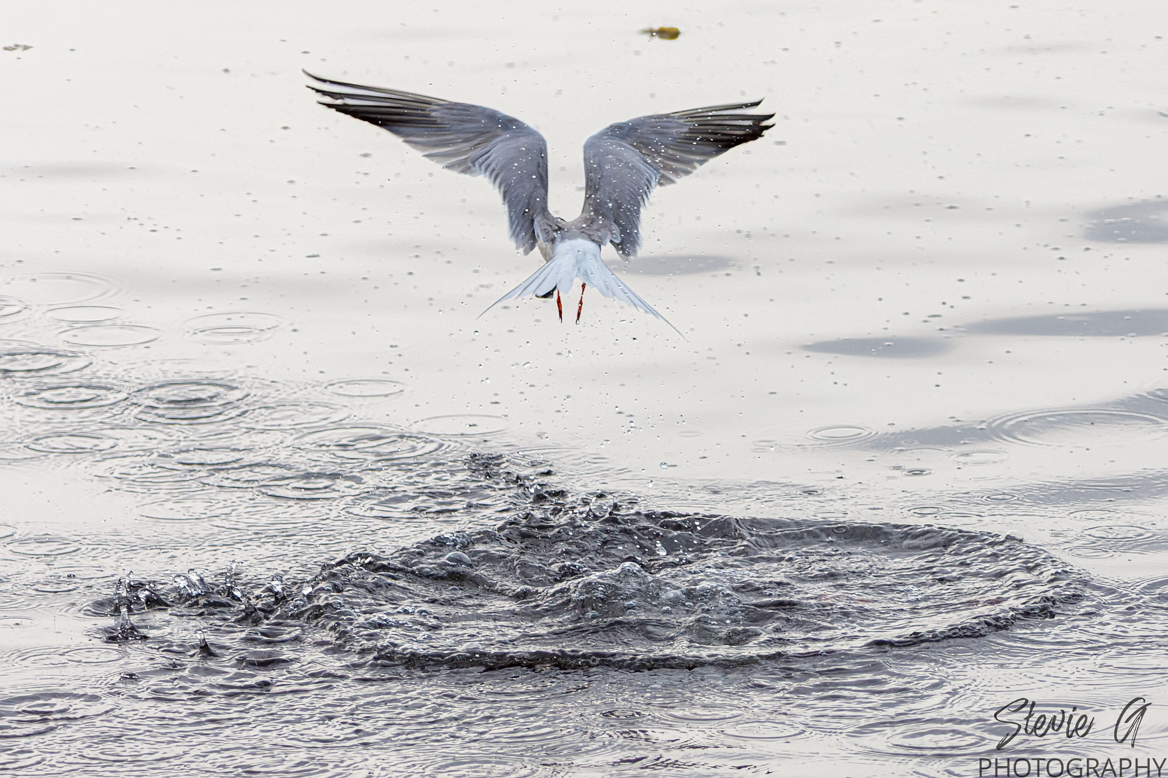Common tern