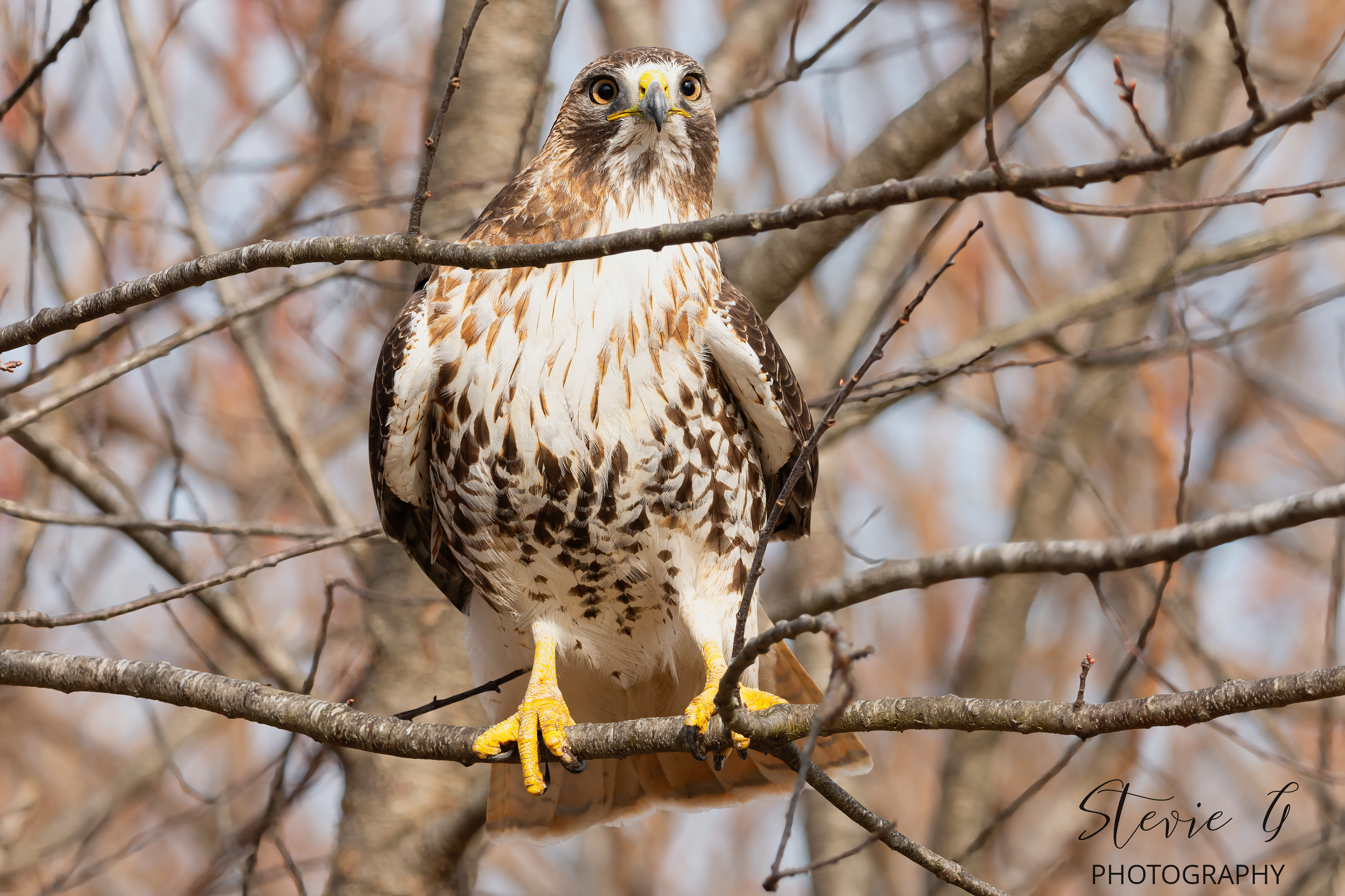 Red Tail Hawk - Odiorne State Park