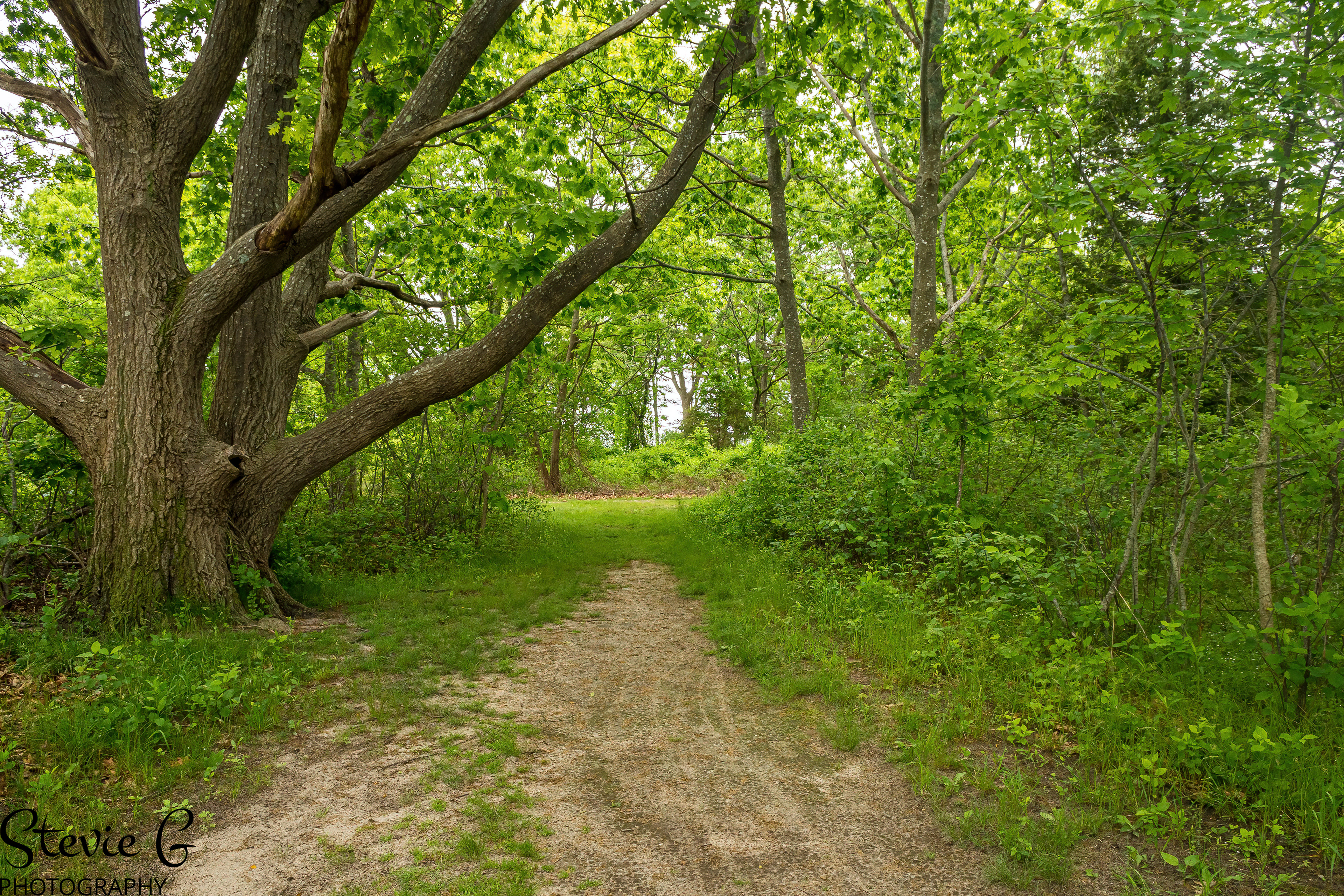Path winding through a lush green forest