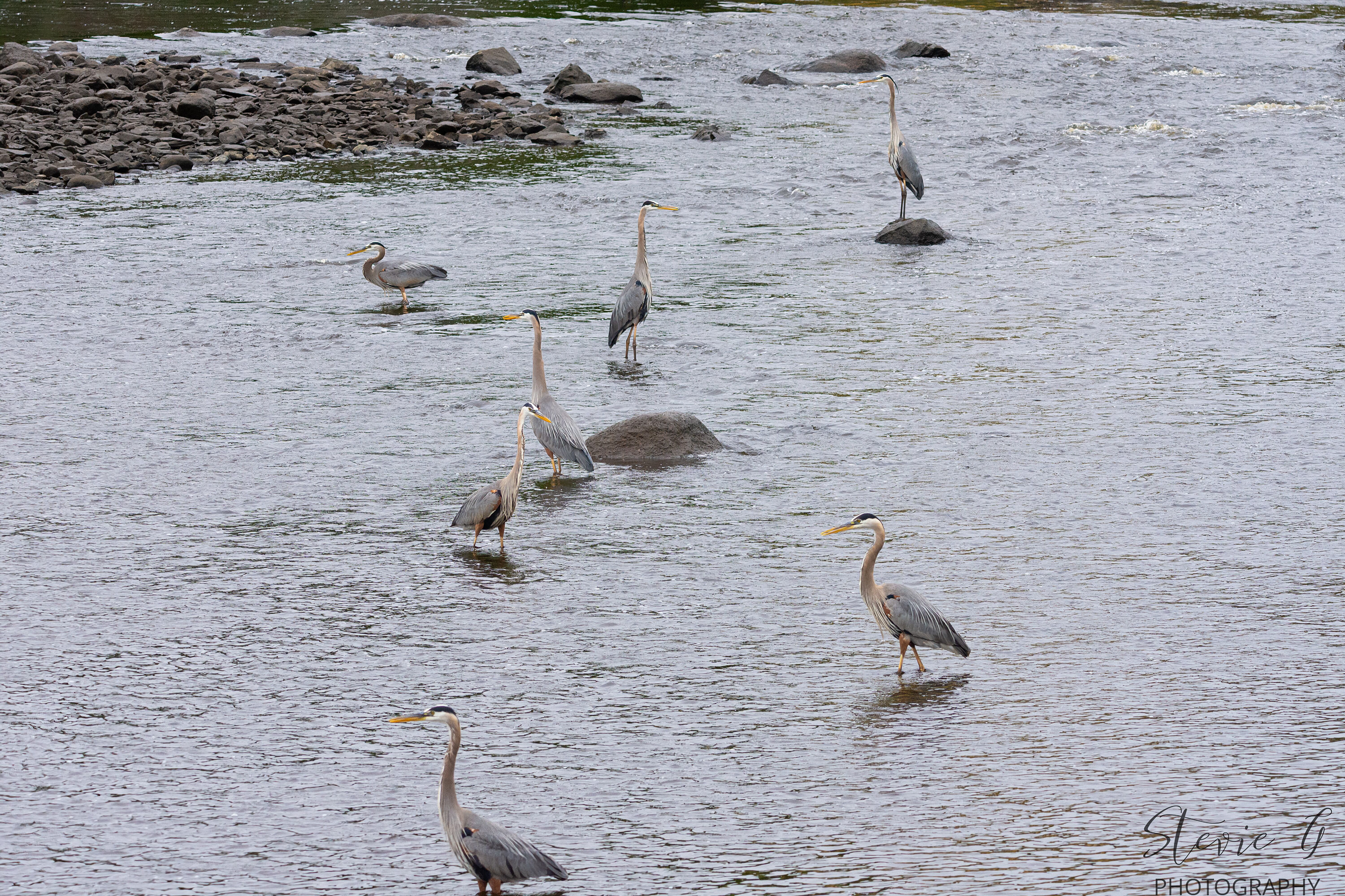 Great Blue Heron