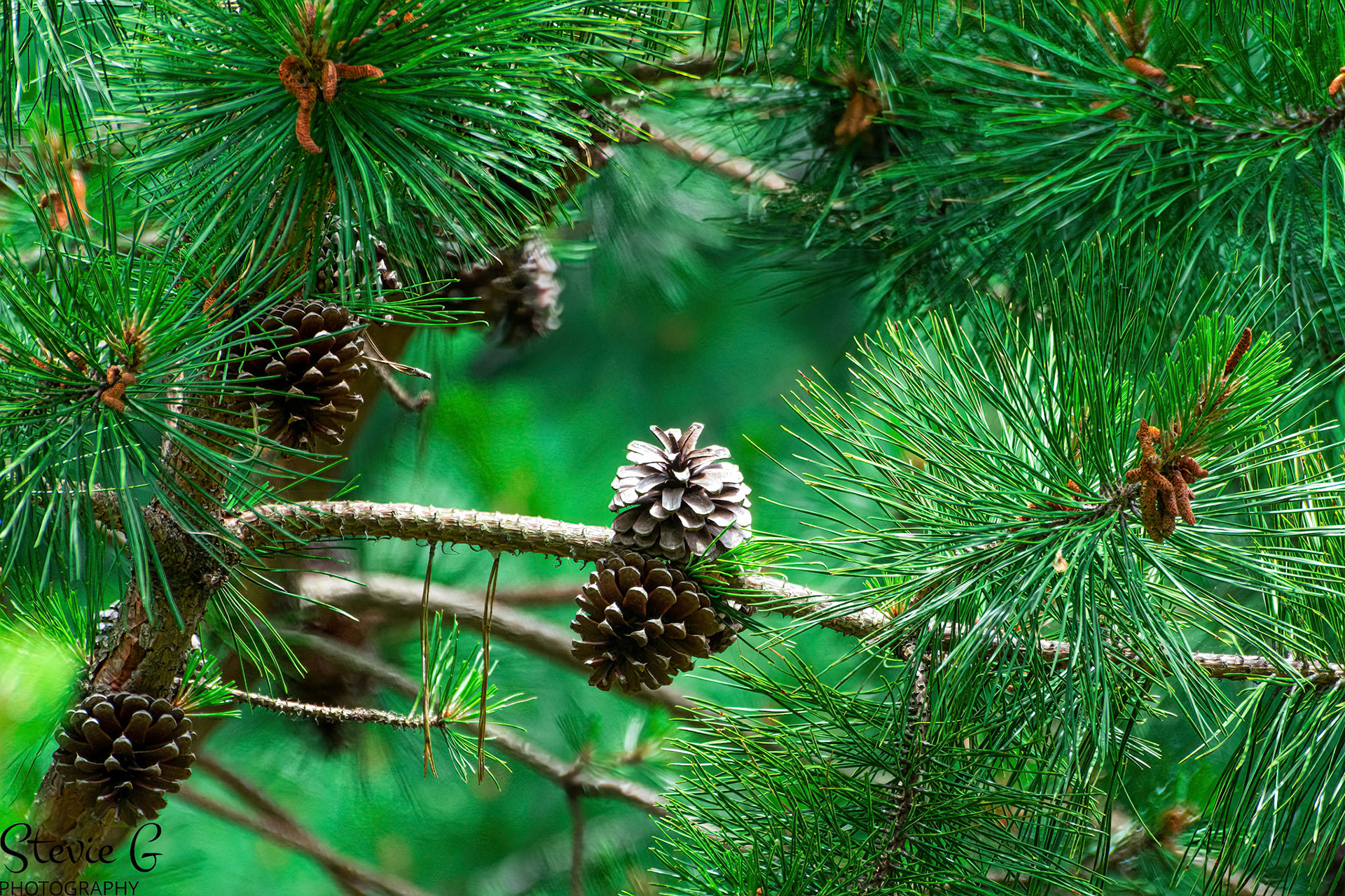 Pine cones Great Bay National Wildlife Refuge