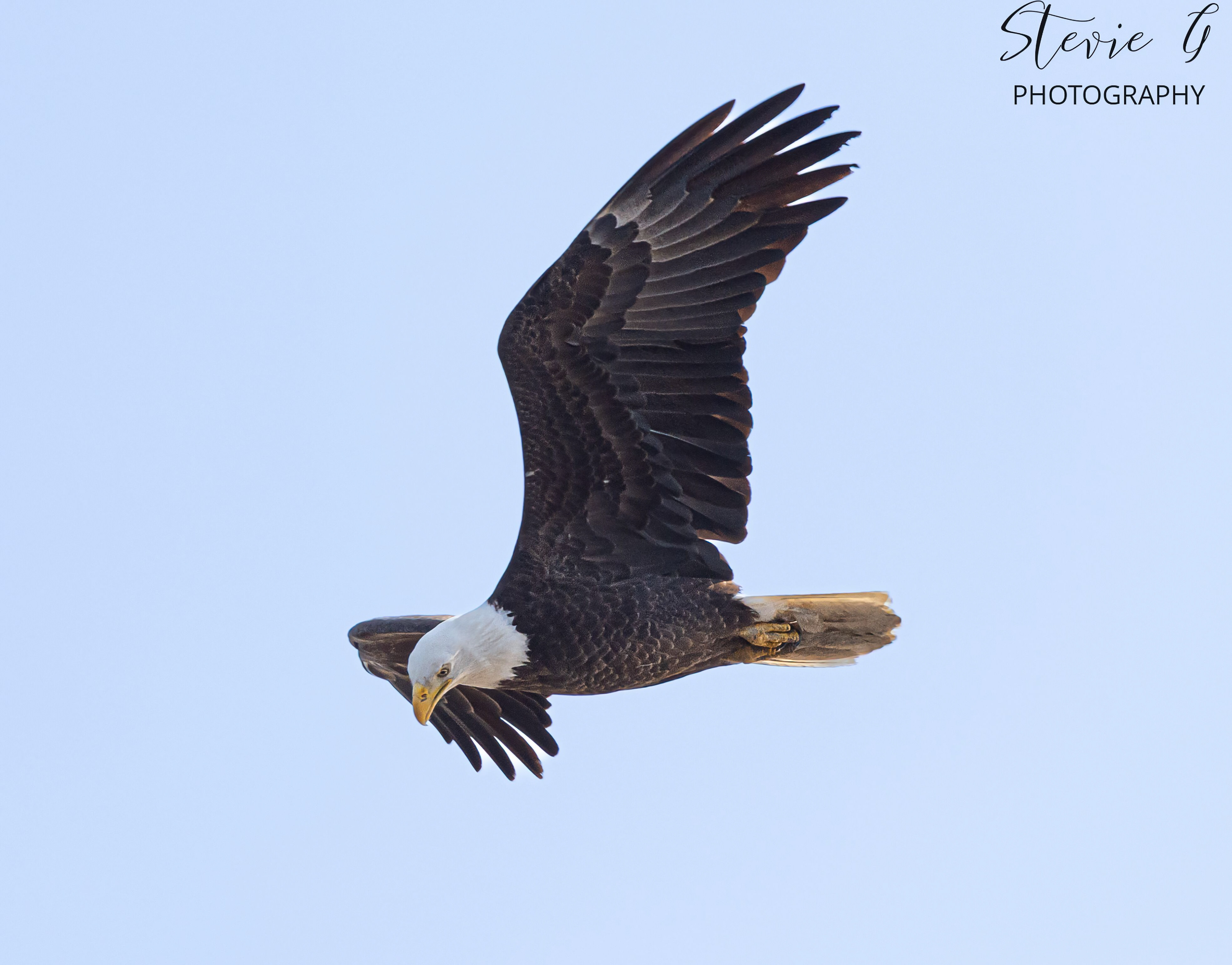 Bald Eagle - Southern N.H.