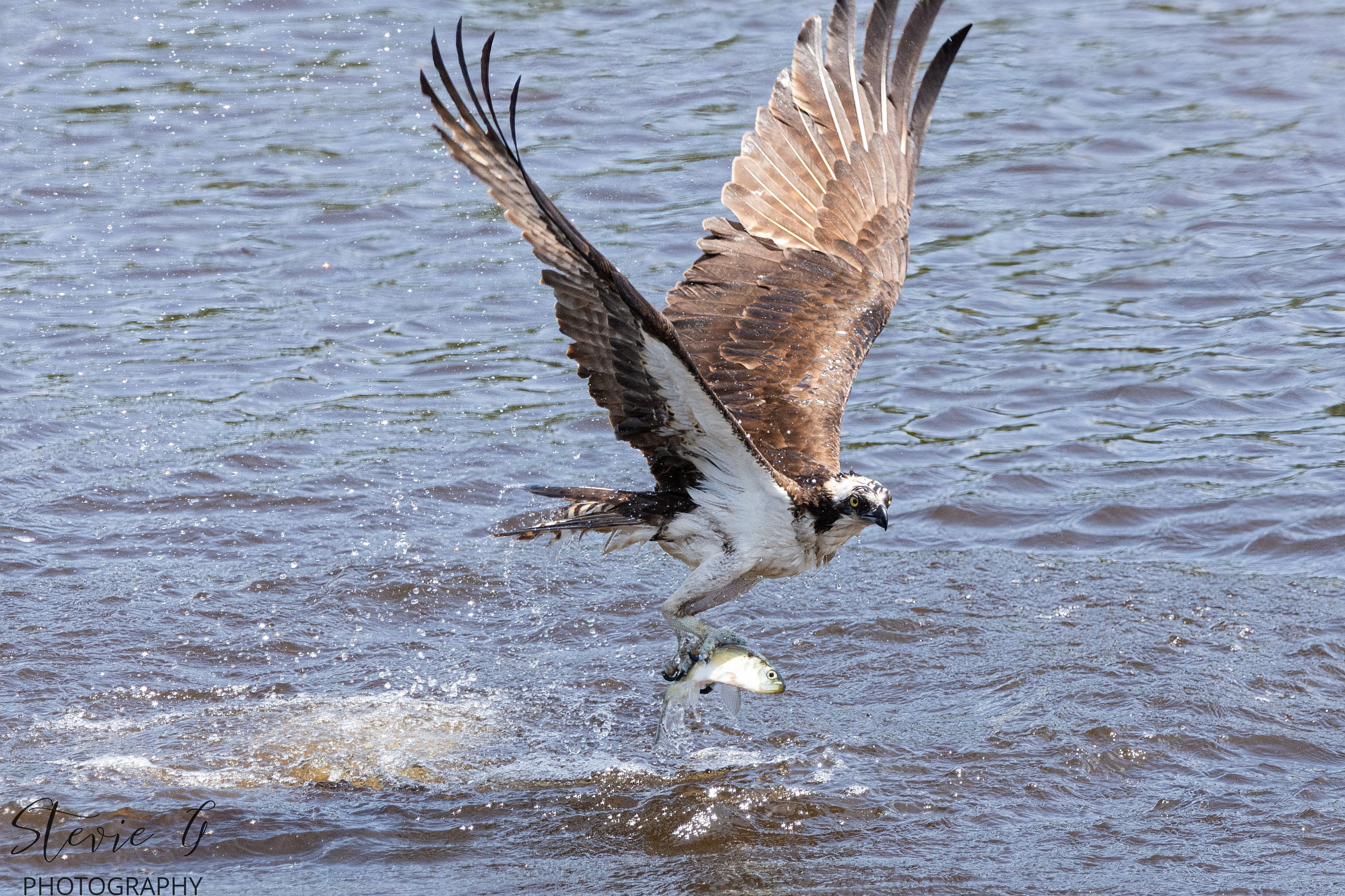 Osprey - Southern N.H.