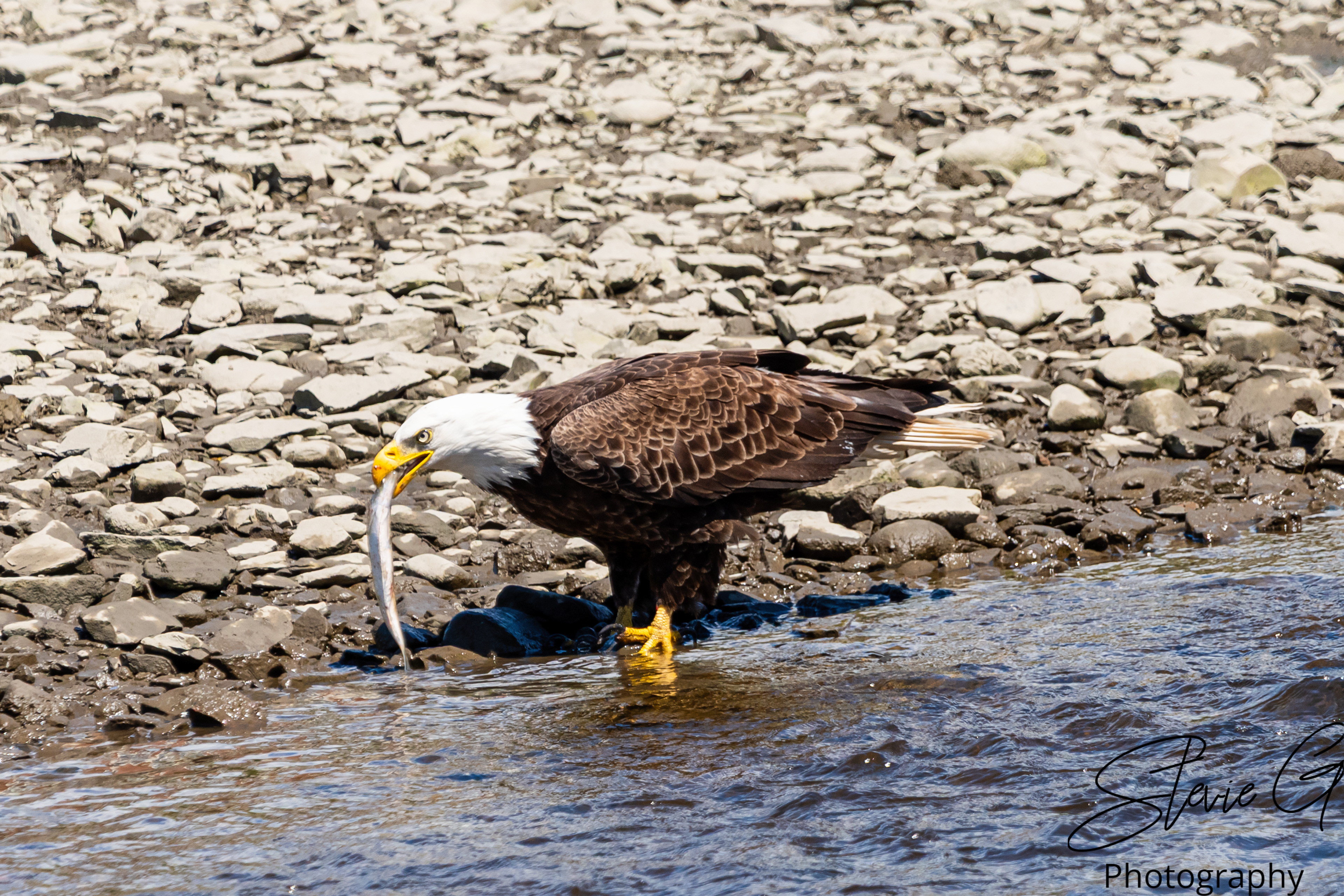 Eagle