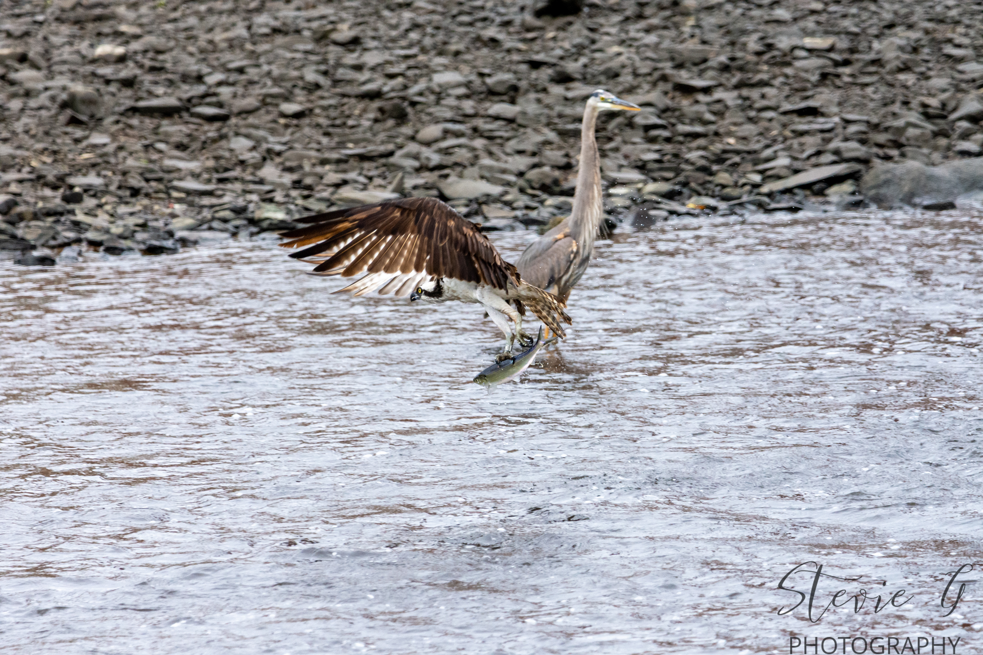Osprey