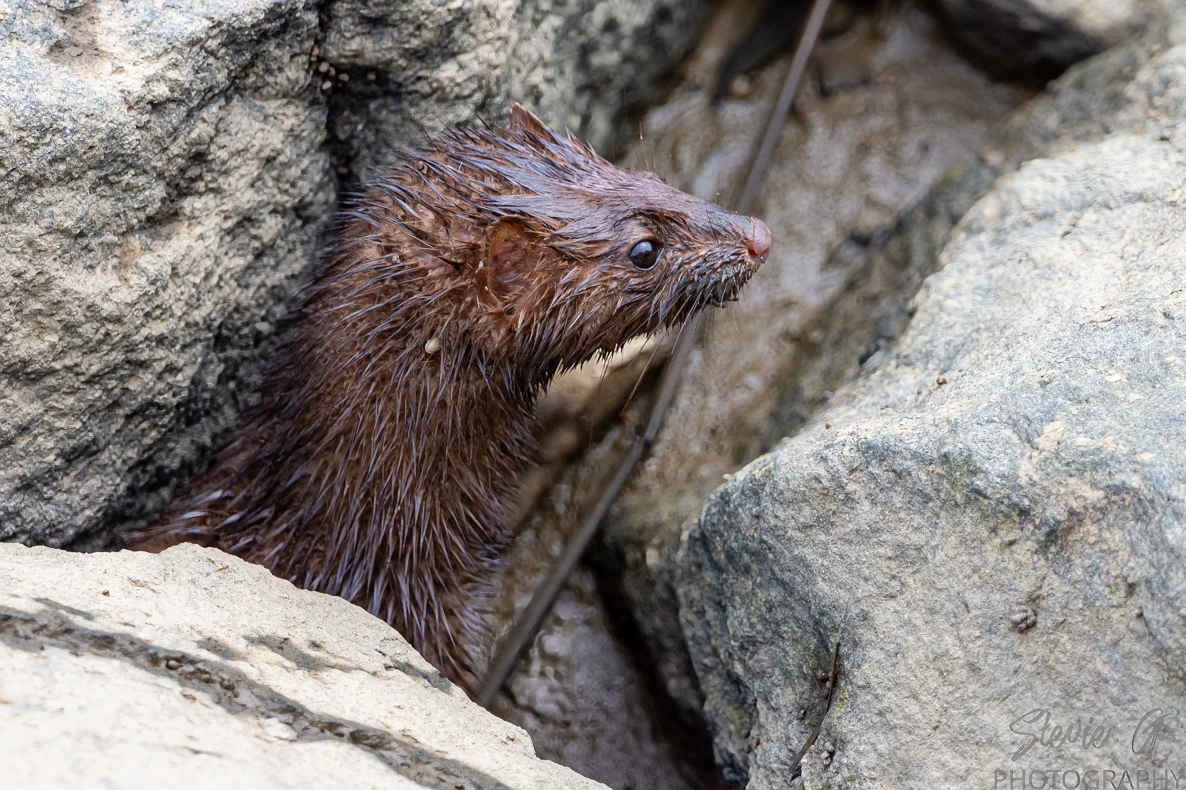 Mink