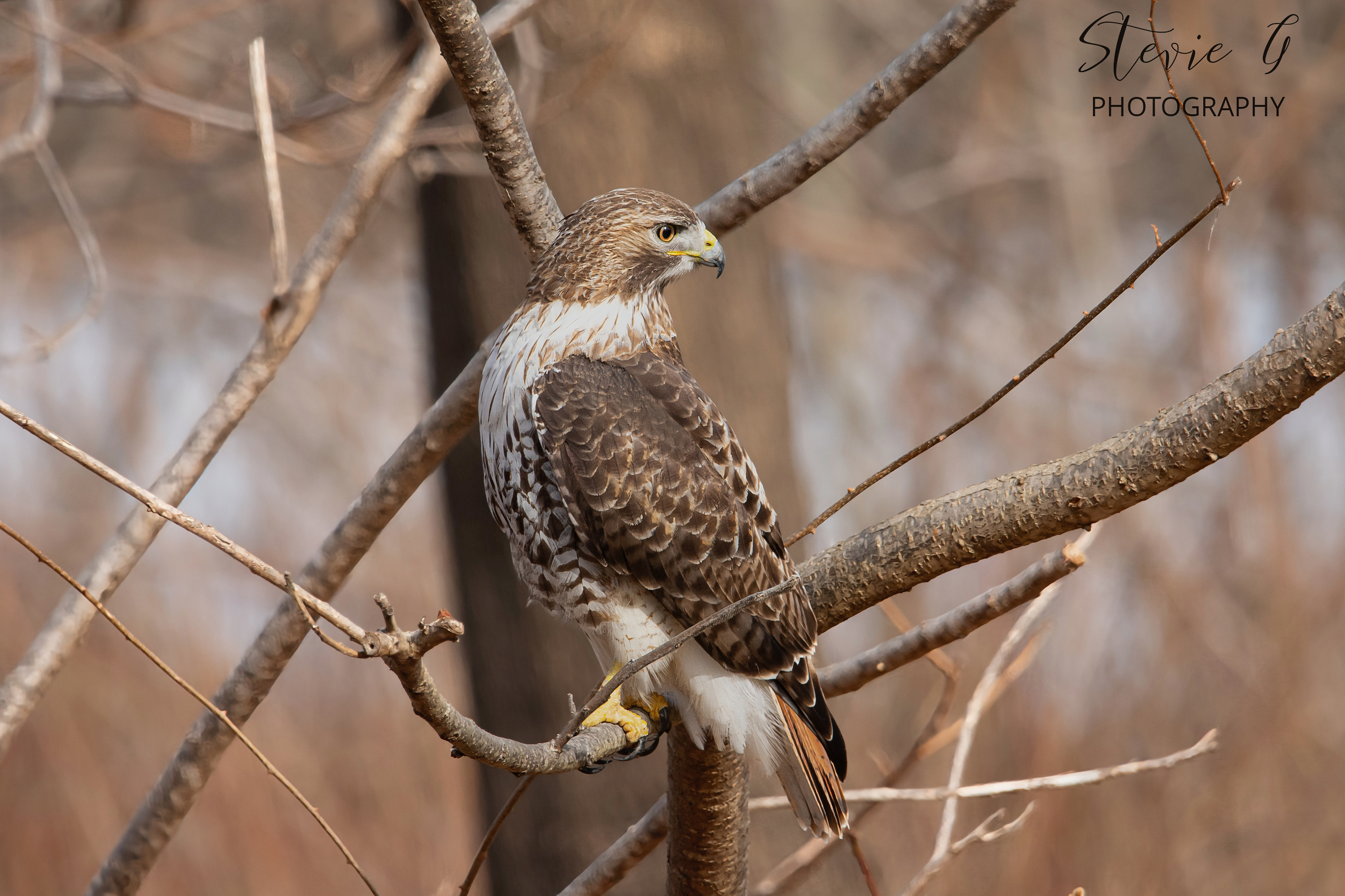 Redtail hawk