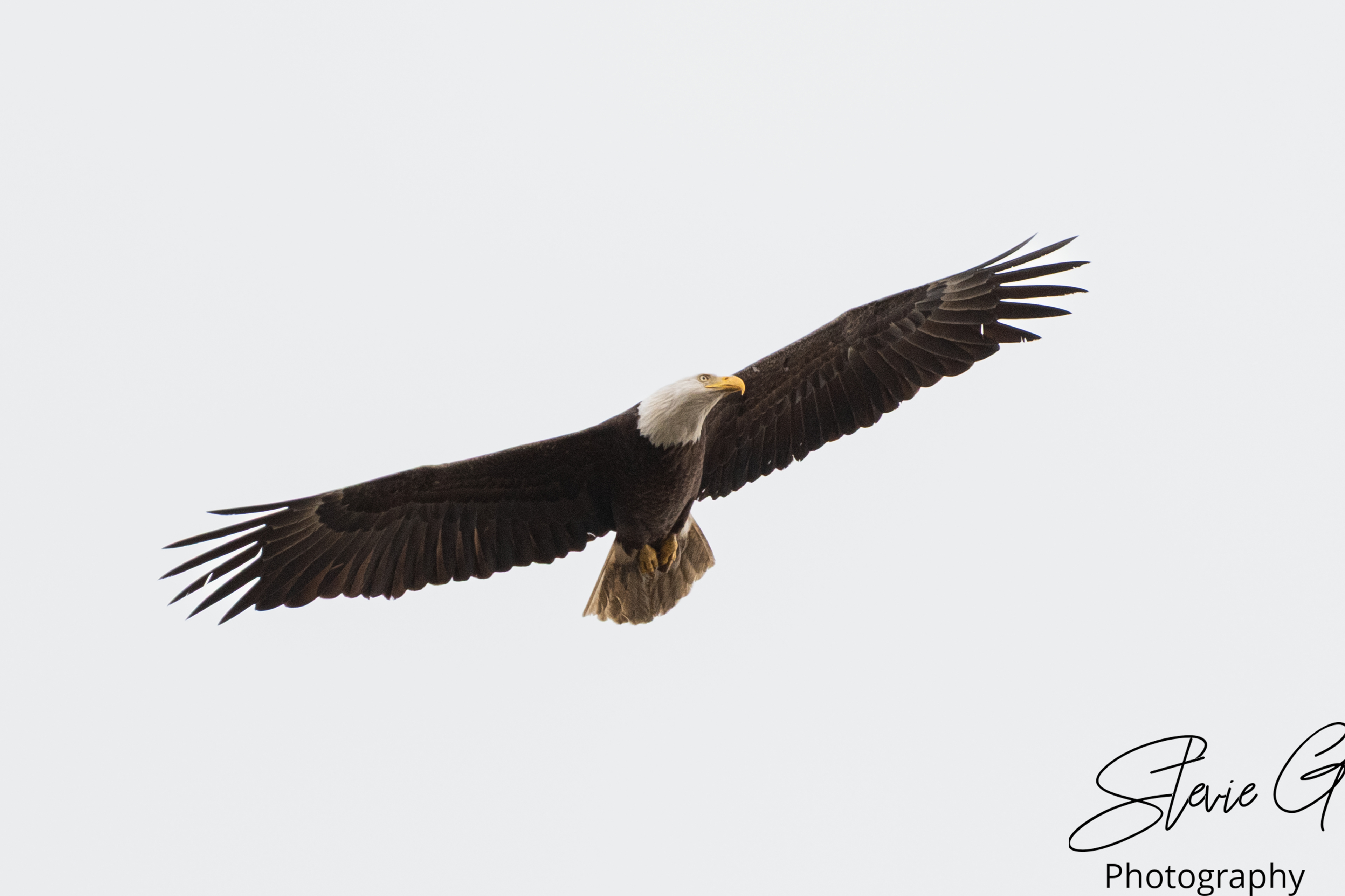 Bald Eagle