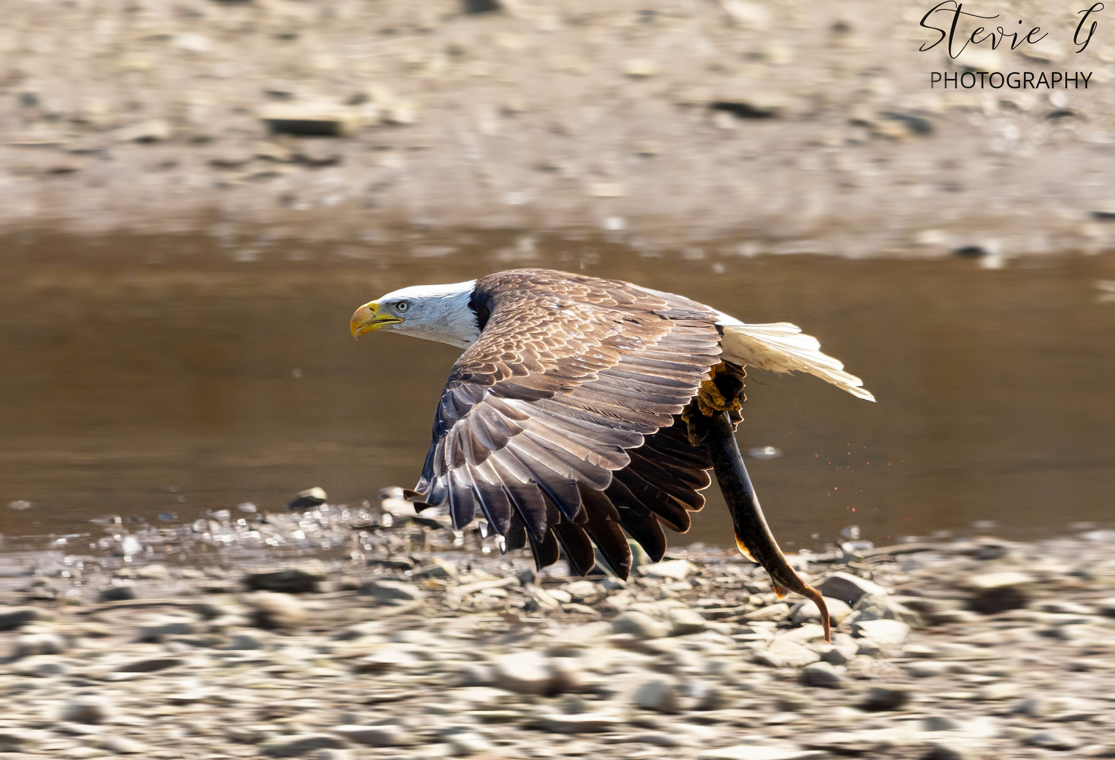 Bald Eagle - Southern N.H.