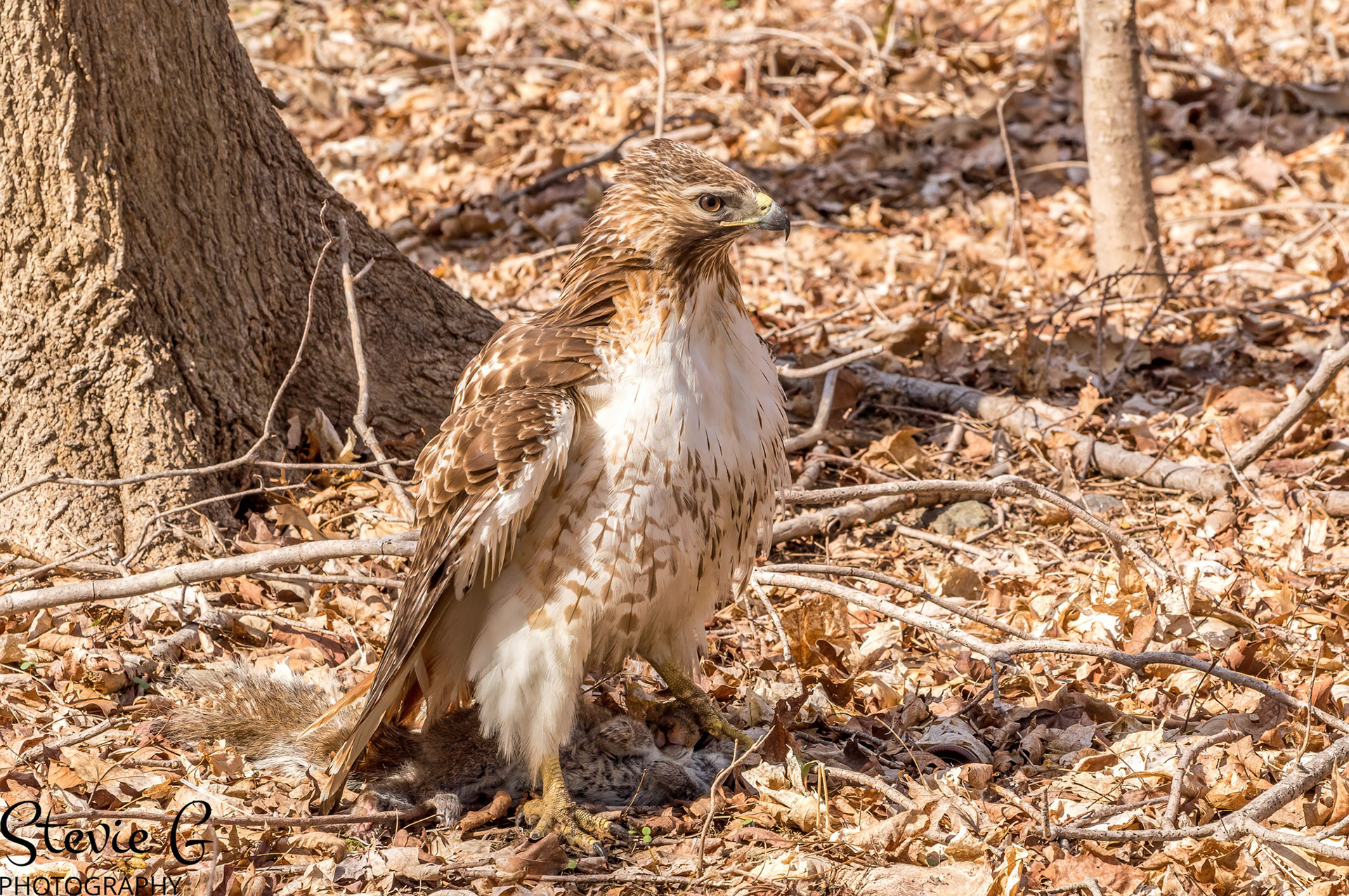 Redtail Hawk Odiorne state park