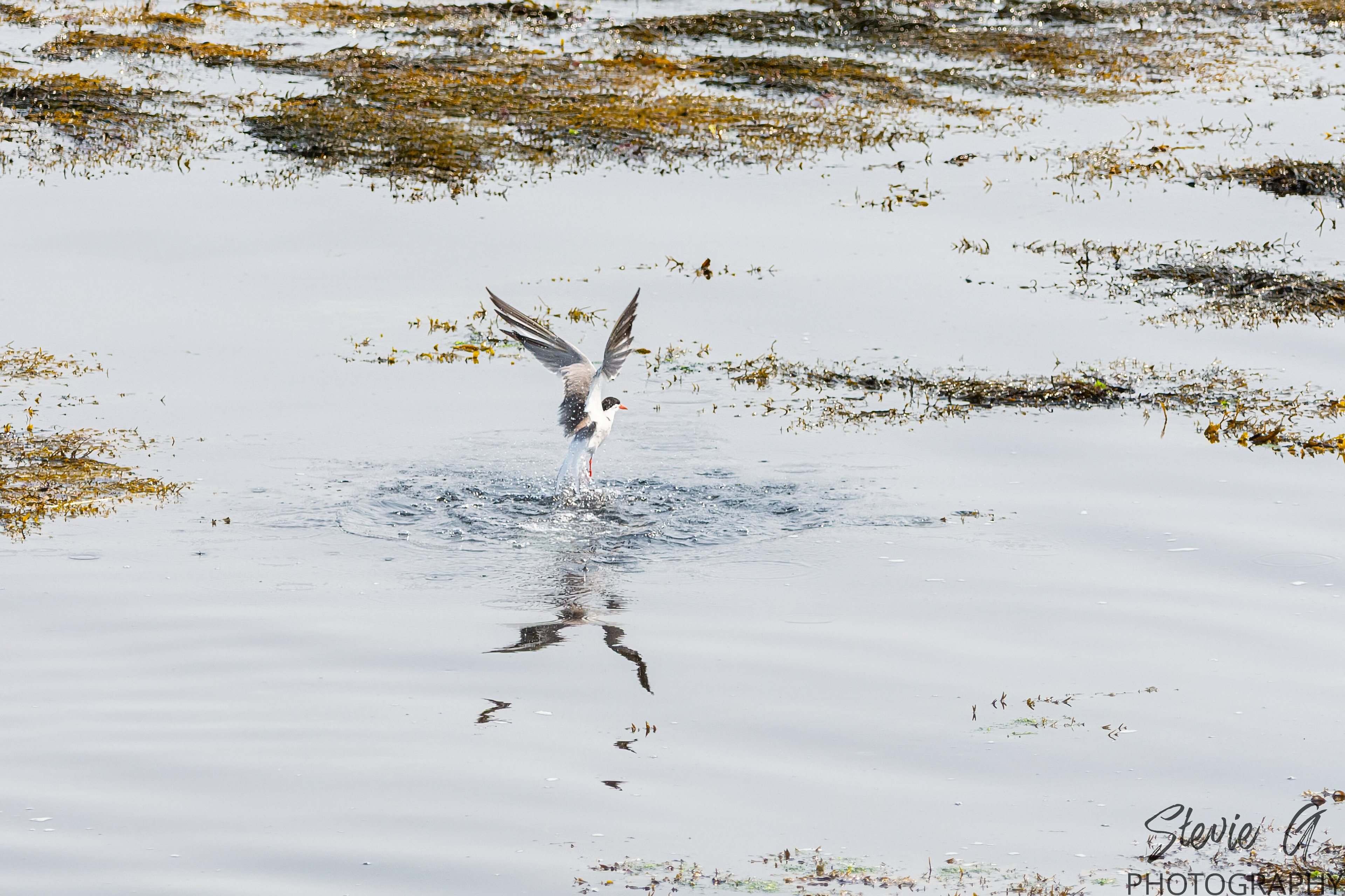 Common tern