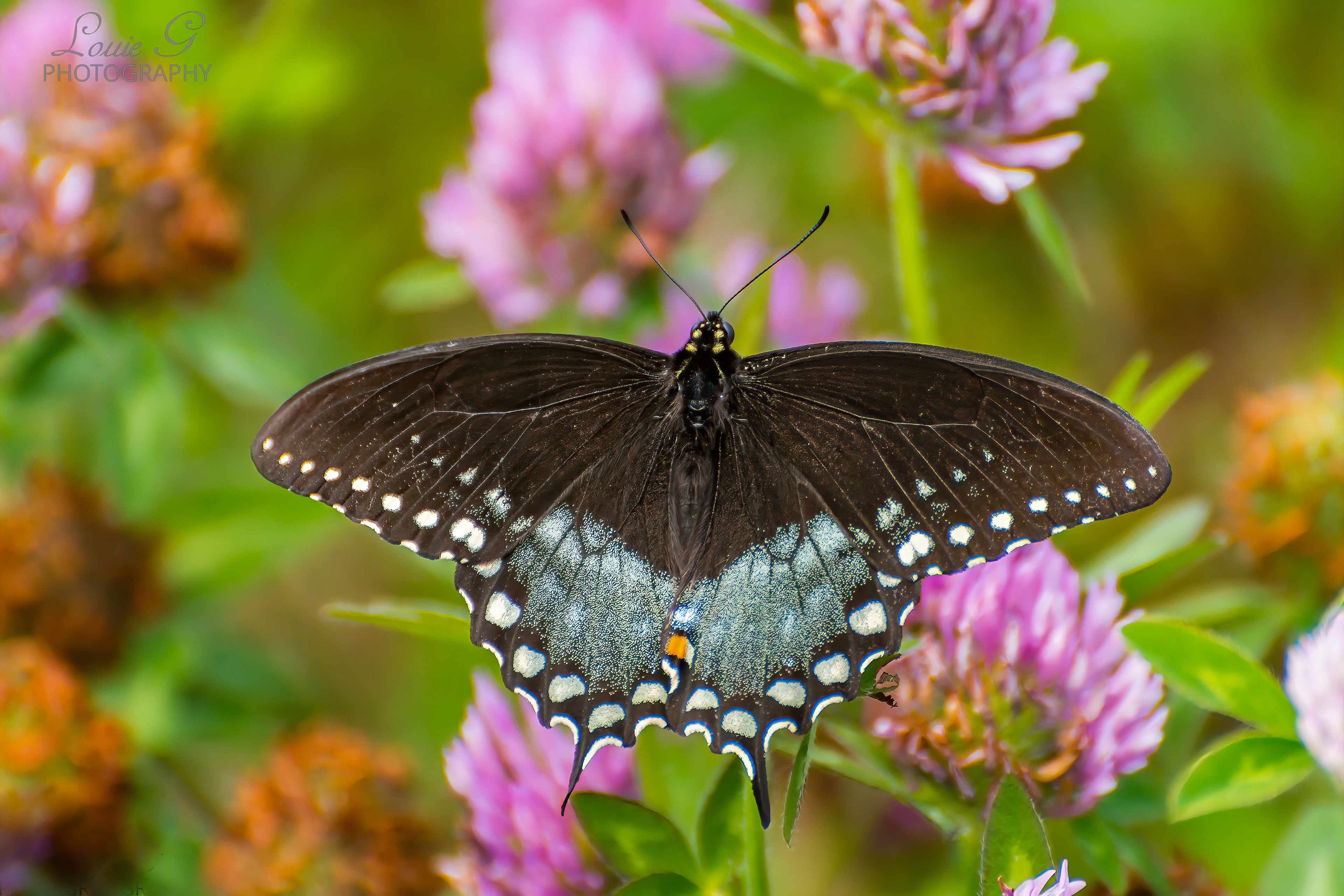 Spicebush Swallowtail butterfly