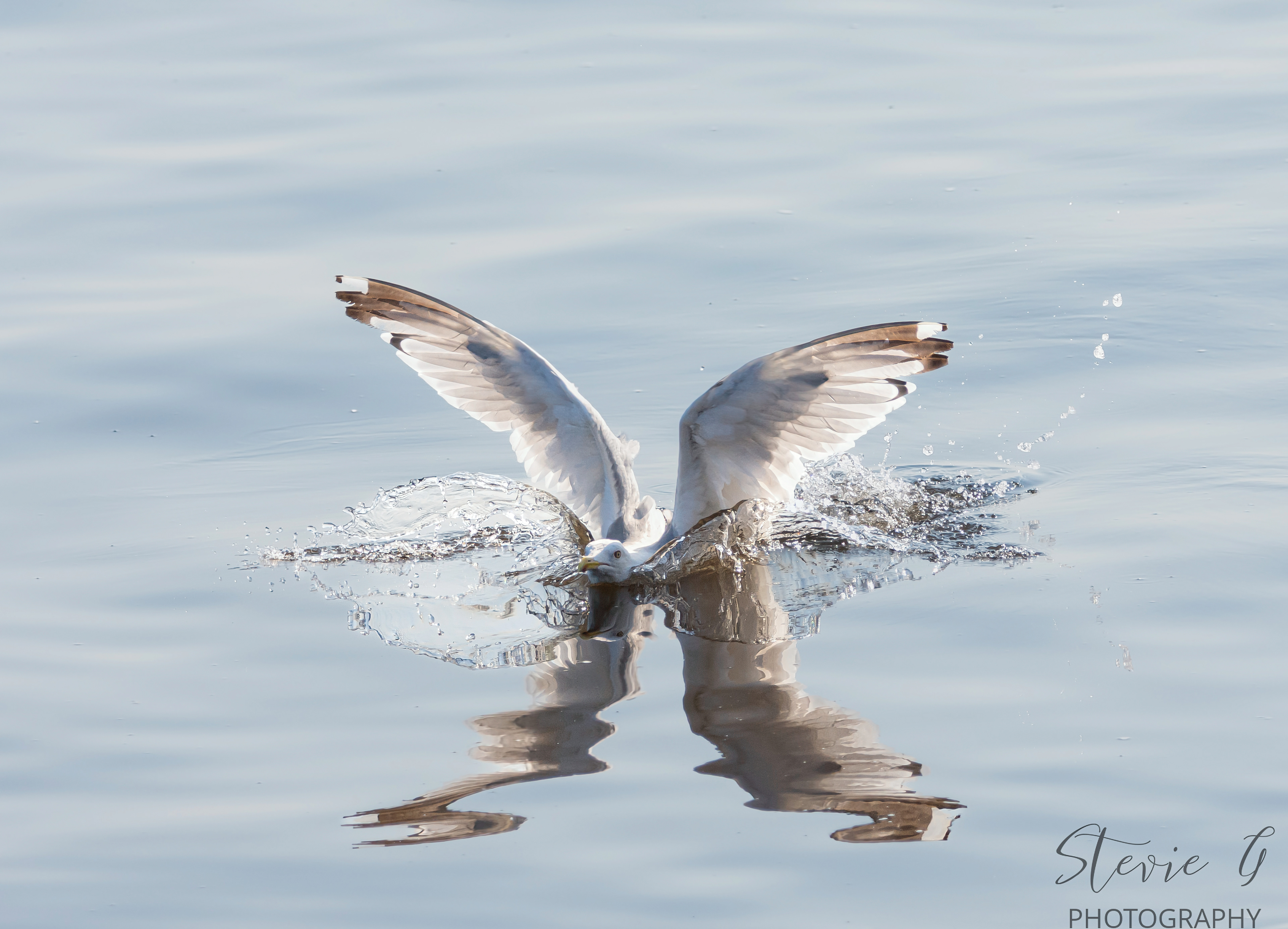Common Gull - Odiorne State Park