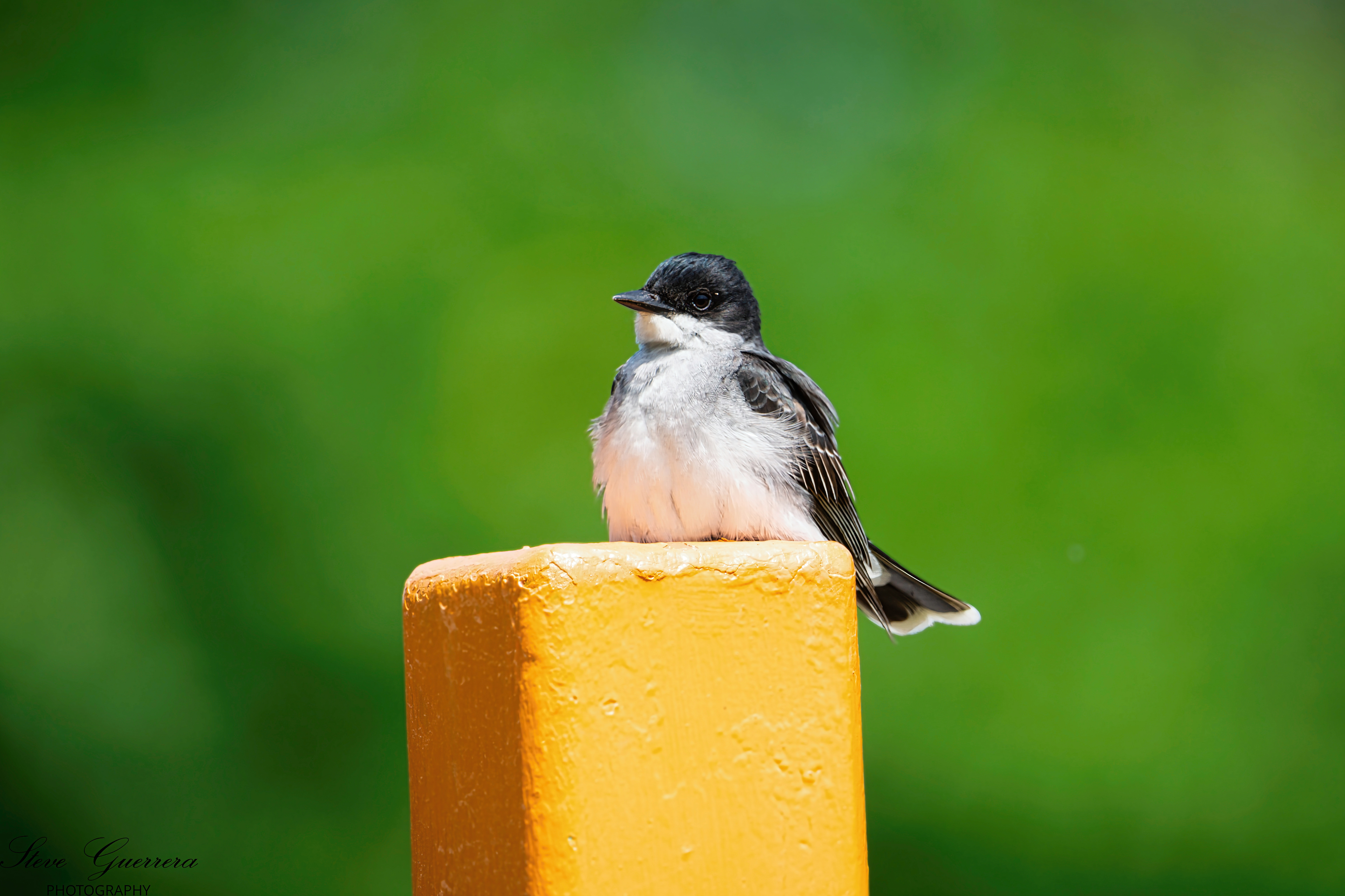  Eastern Kingbird 