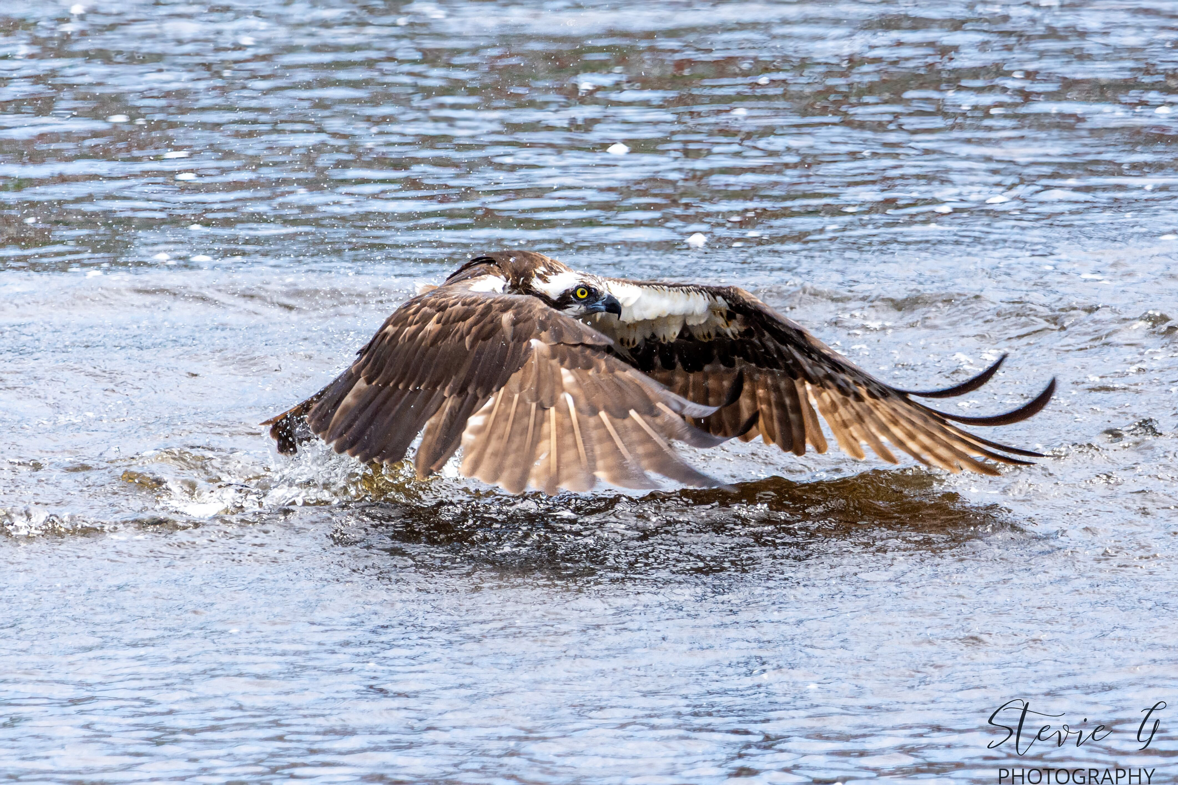 Osprey - Southern N.H.