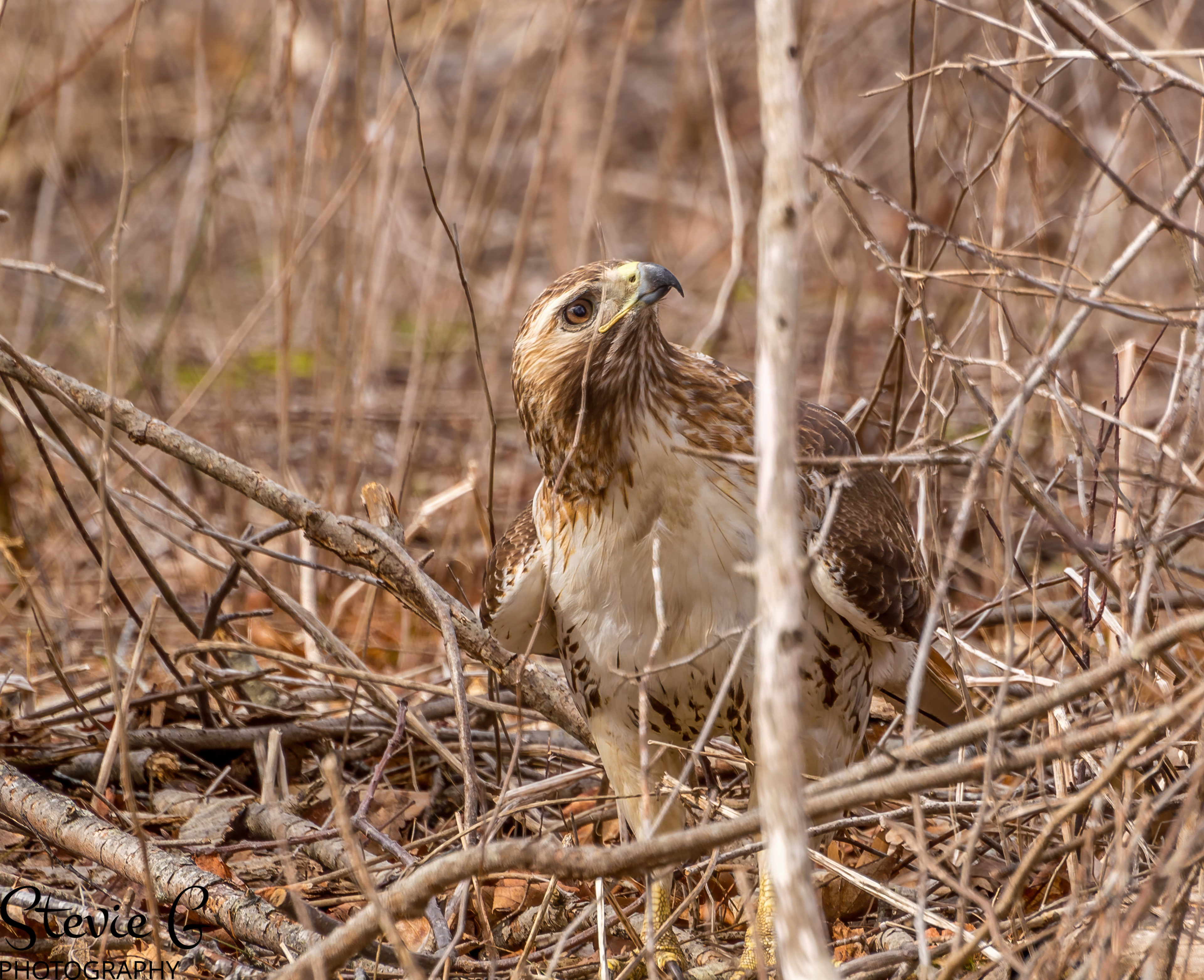 Redtail Hawk