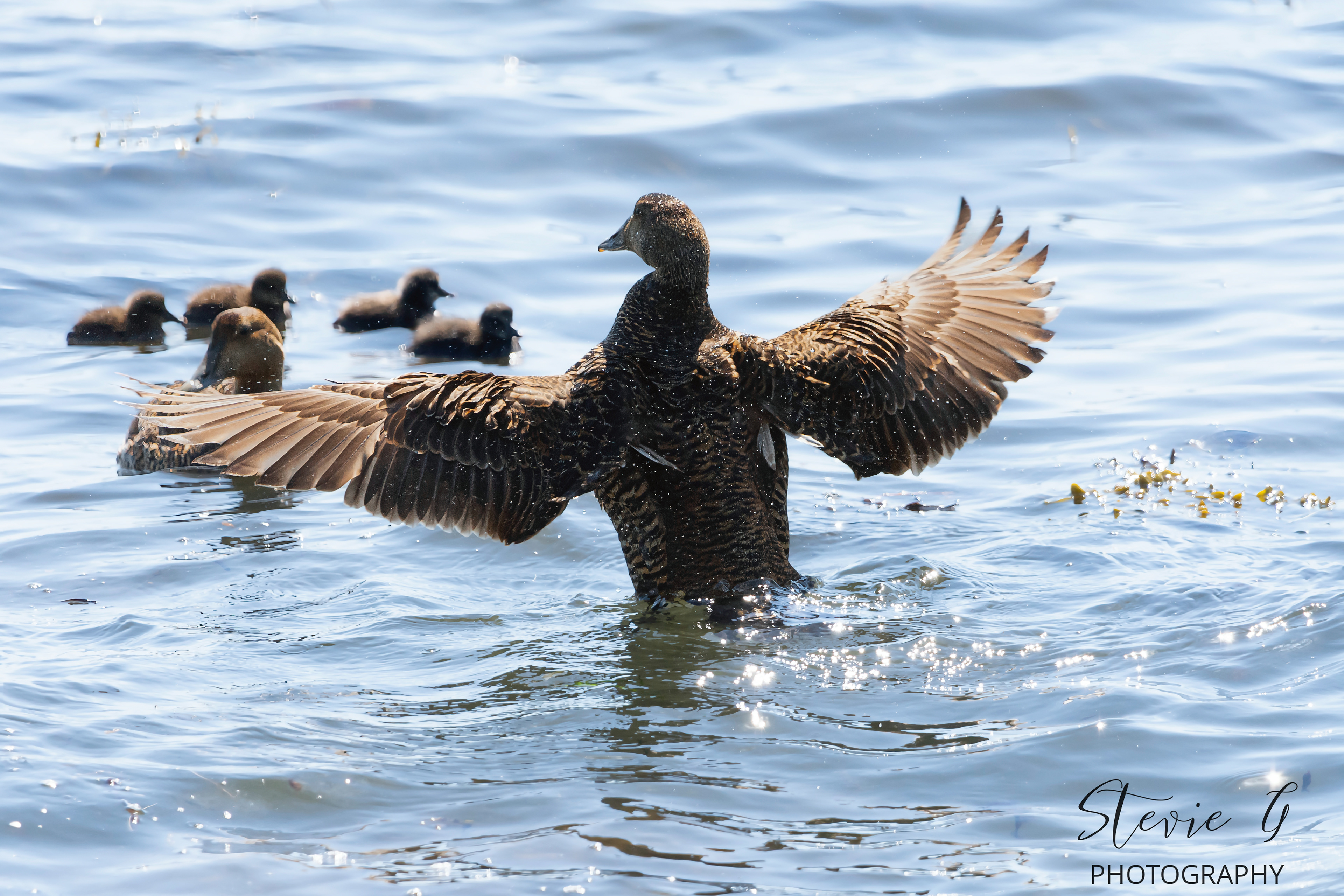 Eider Duck and Young