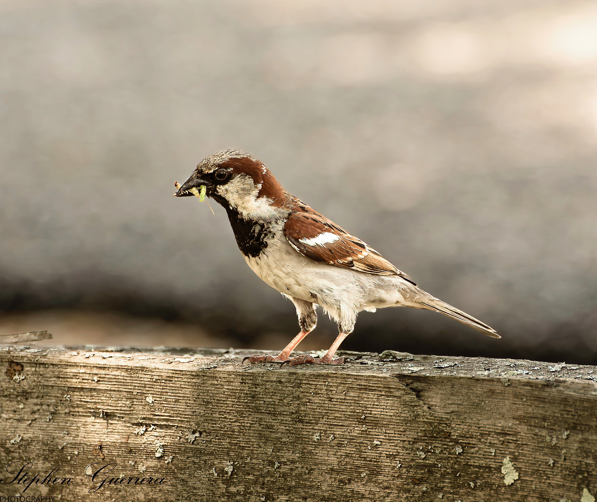 Italian Sparrow