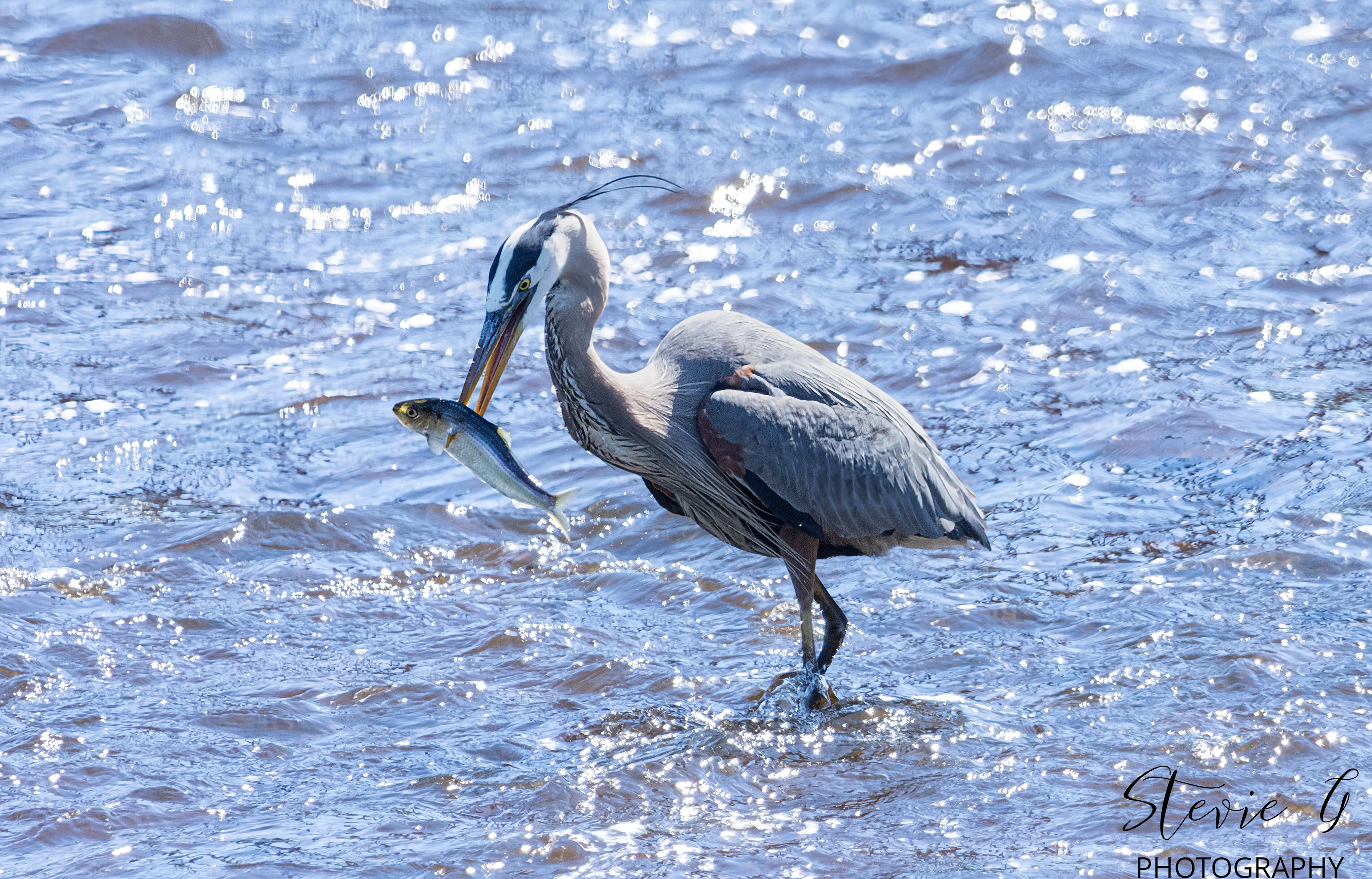 Great Blue Heron