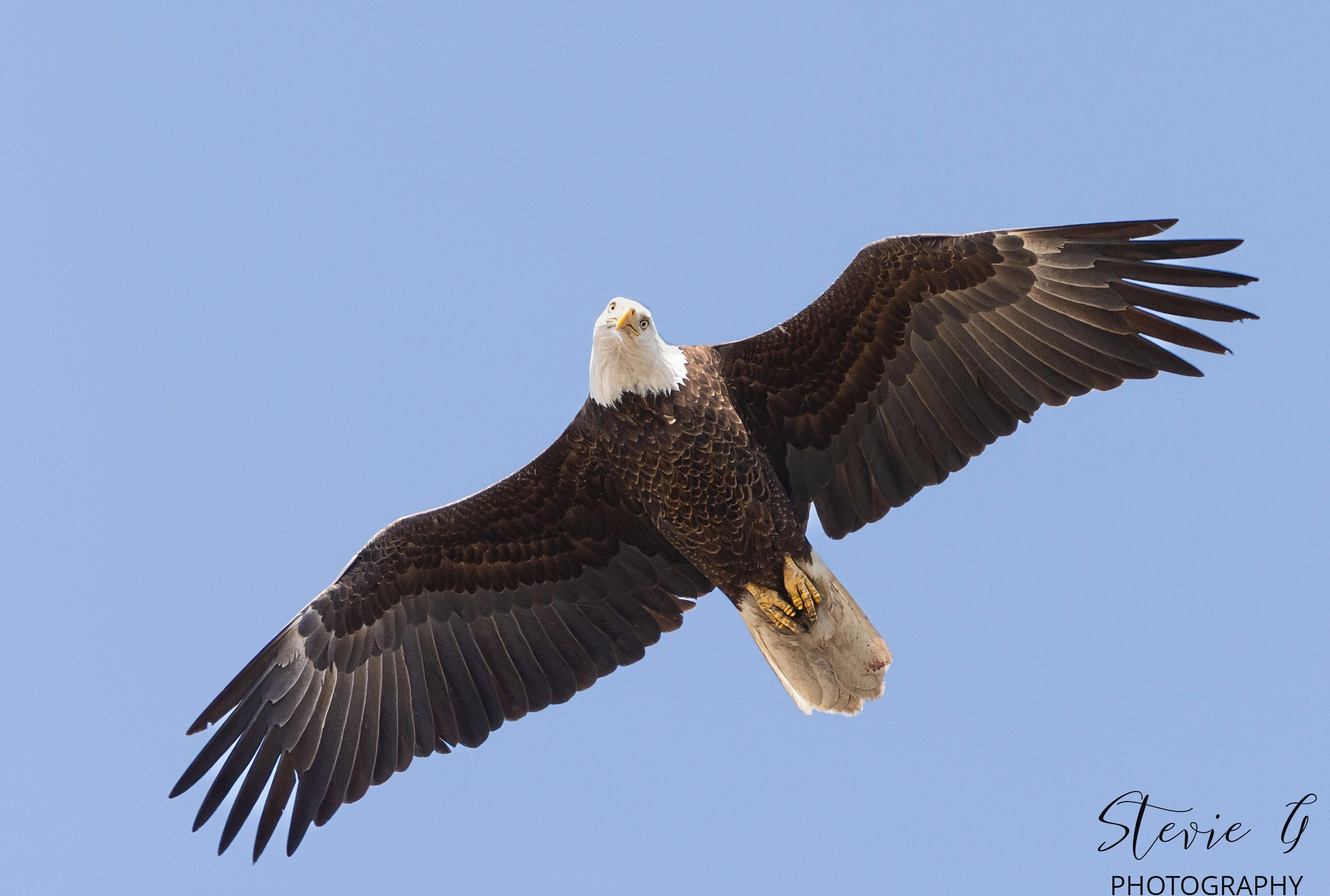 Bald Eagle - Southern N.H.